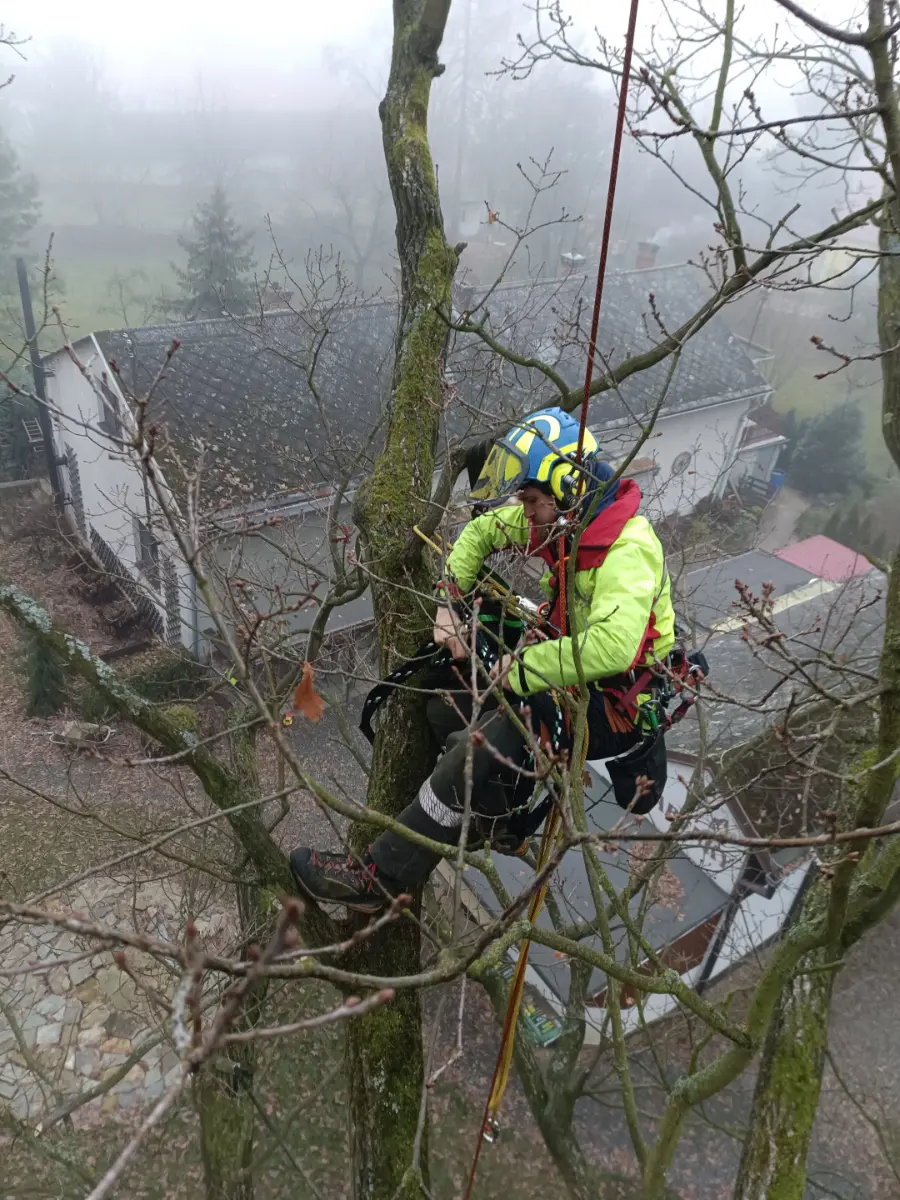 Enttreecare_práce_ve_větvích