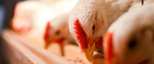 Broilers