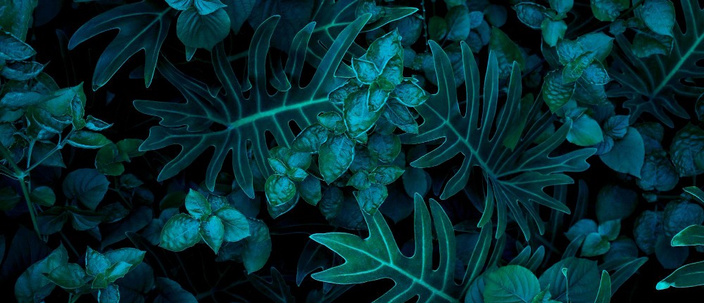 BG Image