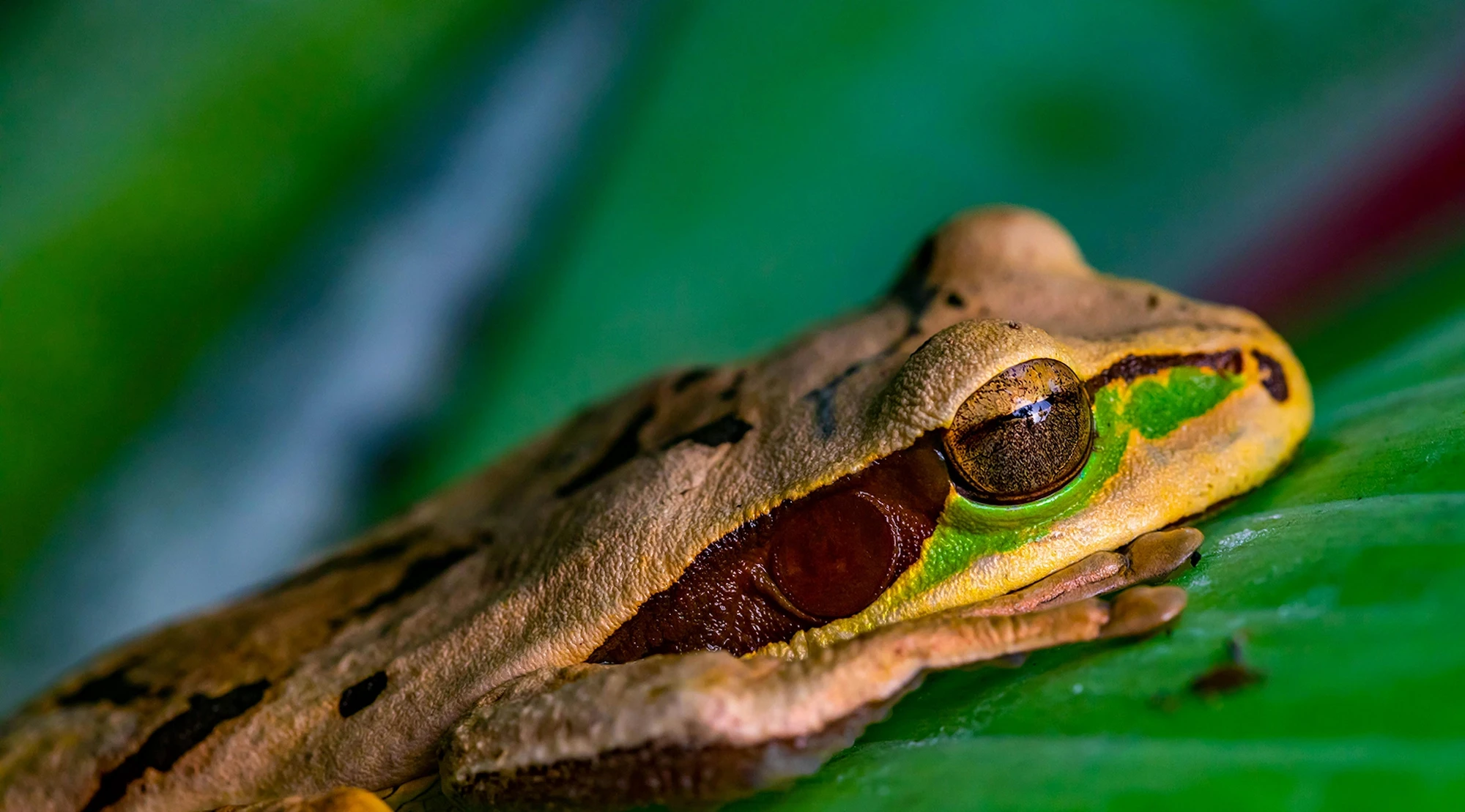 Close-up macro photograph of a tree frog resting on a green leaf, highlighting its detailed eye, textured skin, and vibrant green markings.