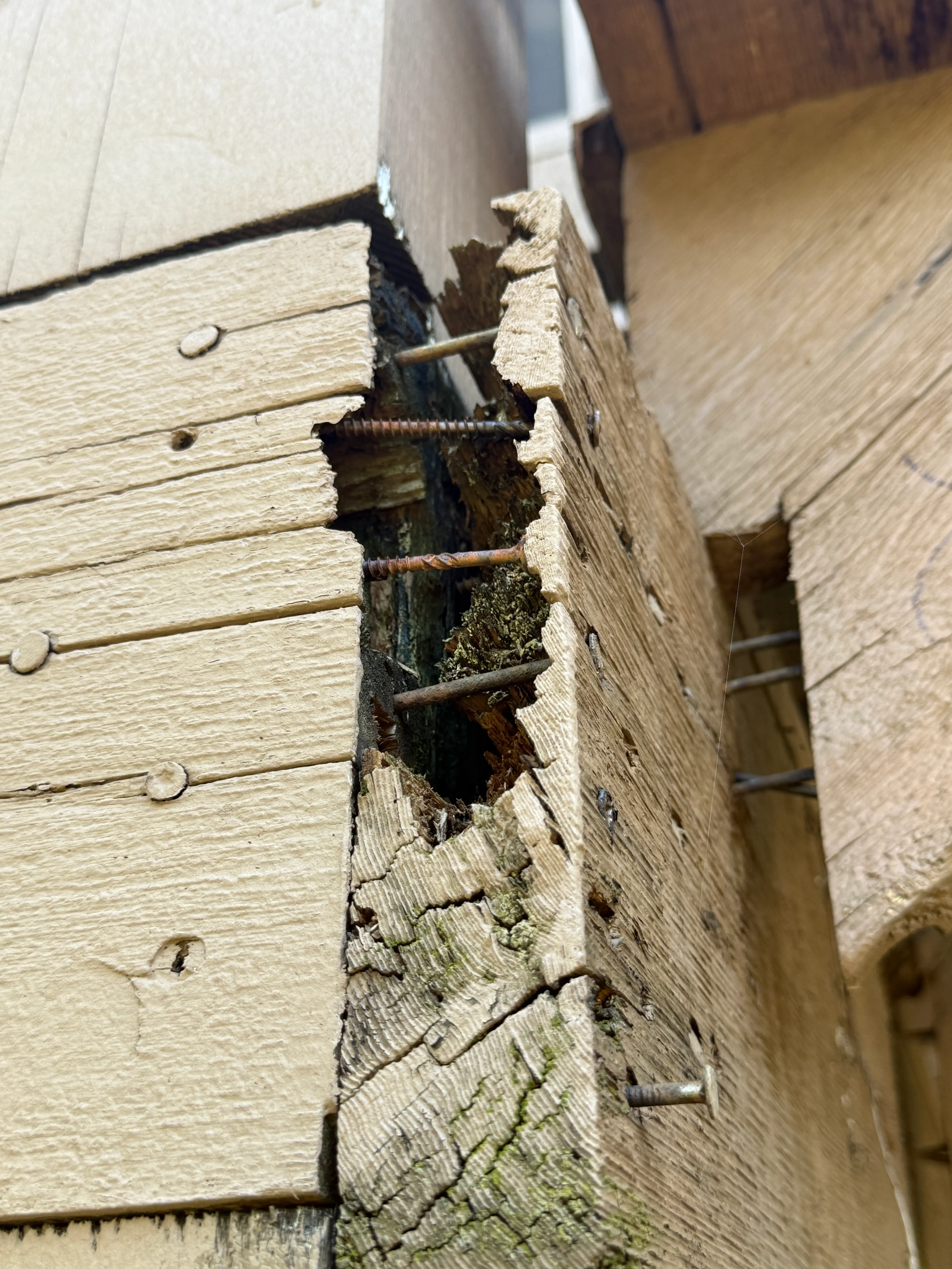 An image of wood rot on a house with four wood screws exposed.