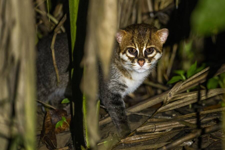 Flat-headed cats spotted in Thailand for the first time in 35 years