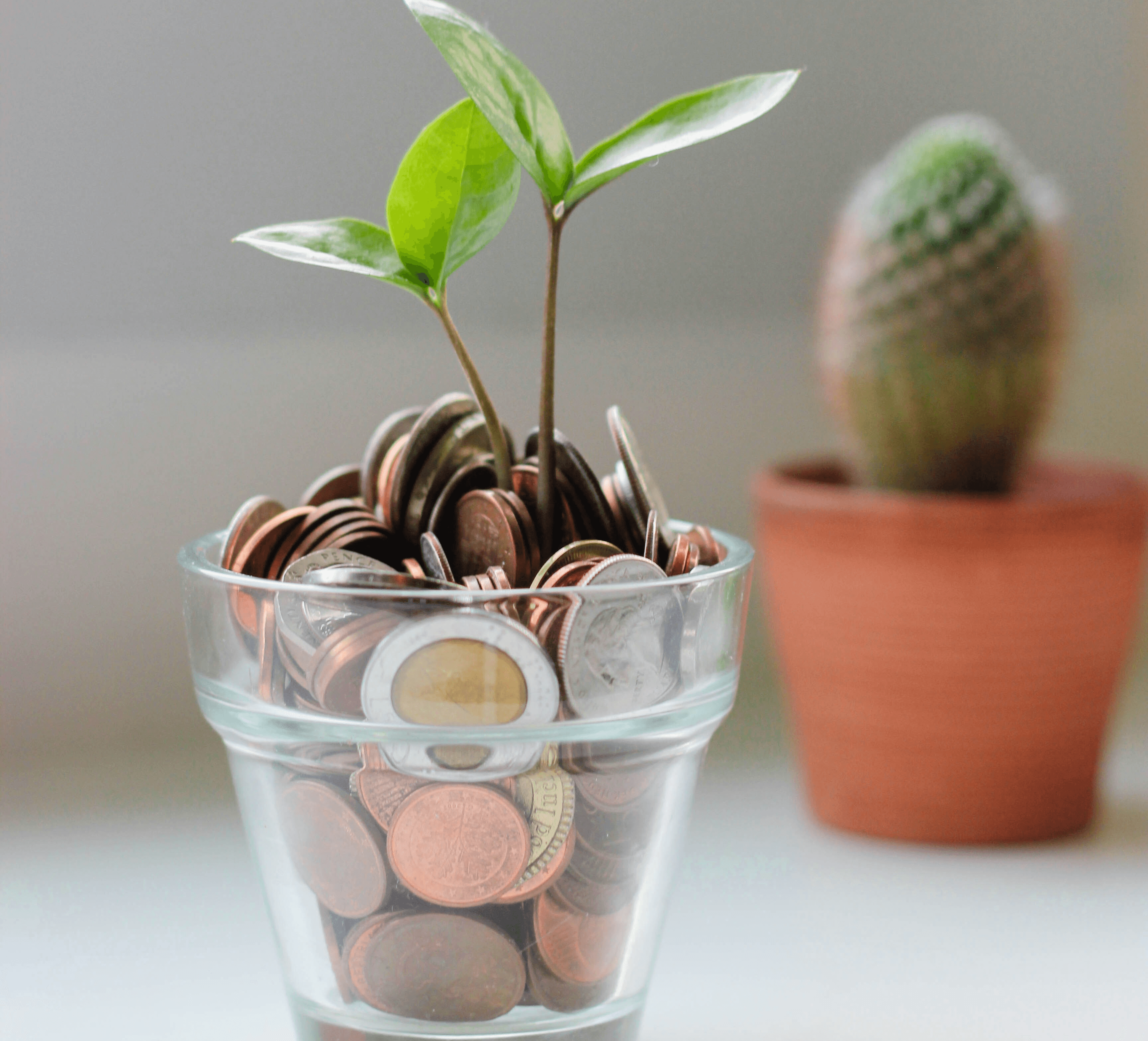 green plant in clear glass cup
