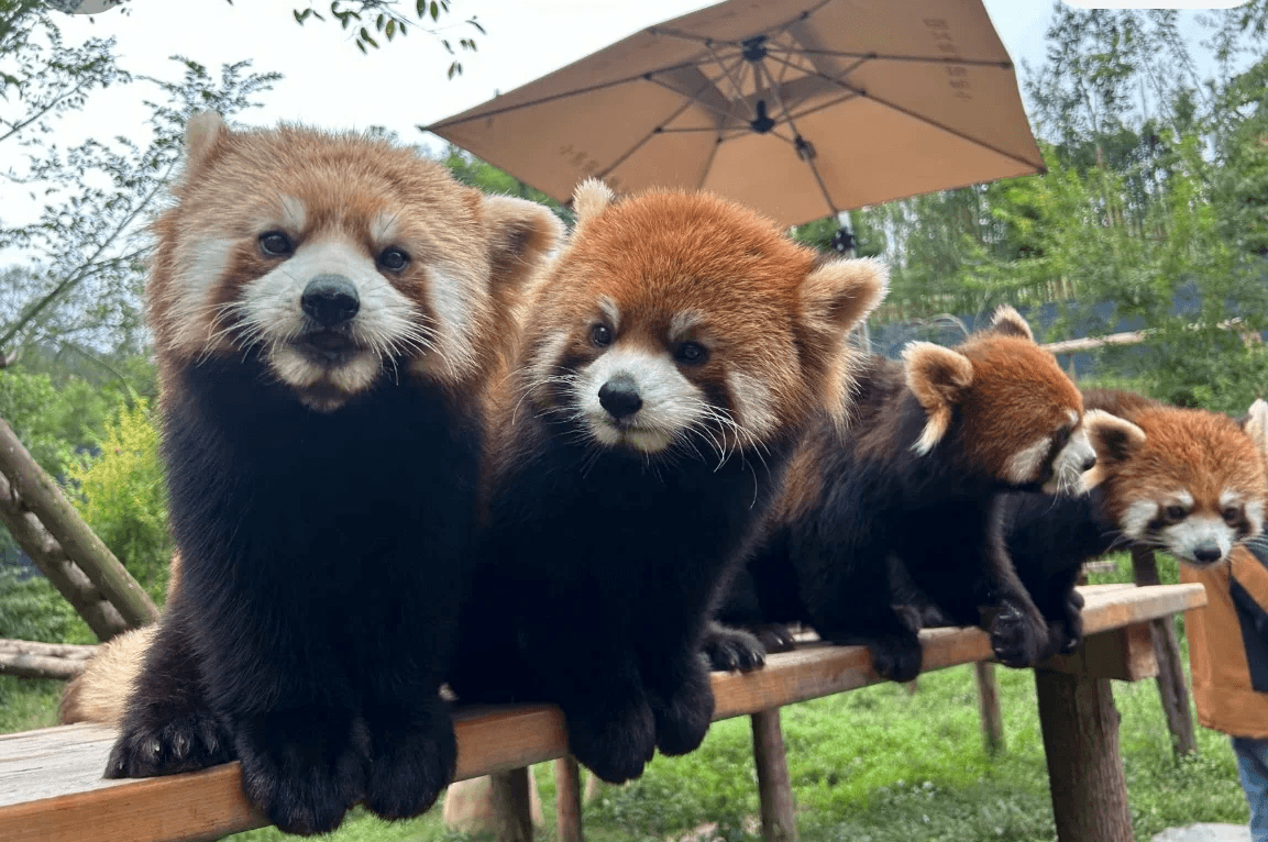 A free-roaming red panda walking closely past visitors on a wooden boardwalk in Panda Valley