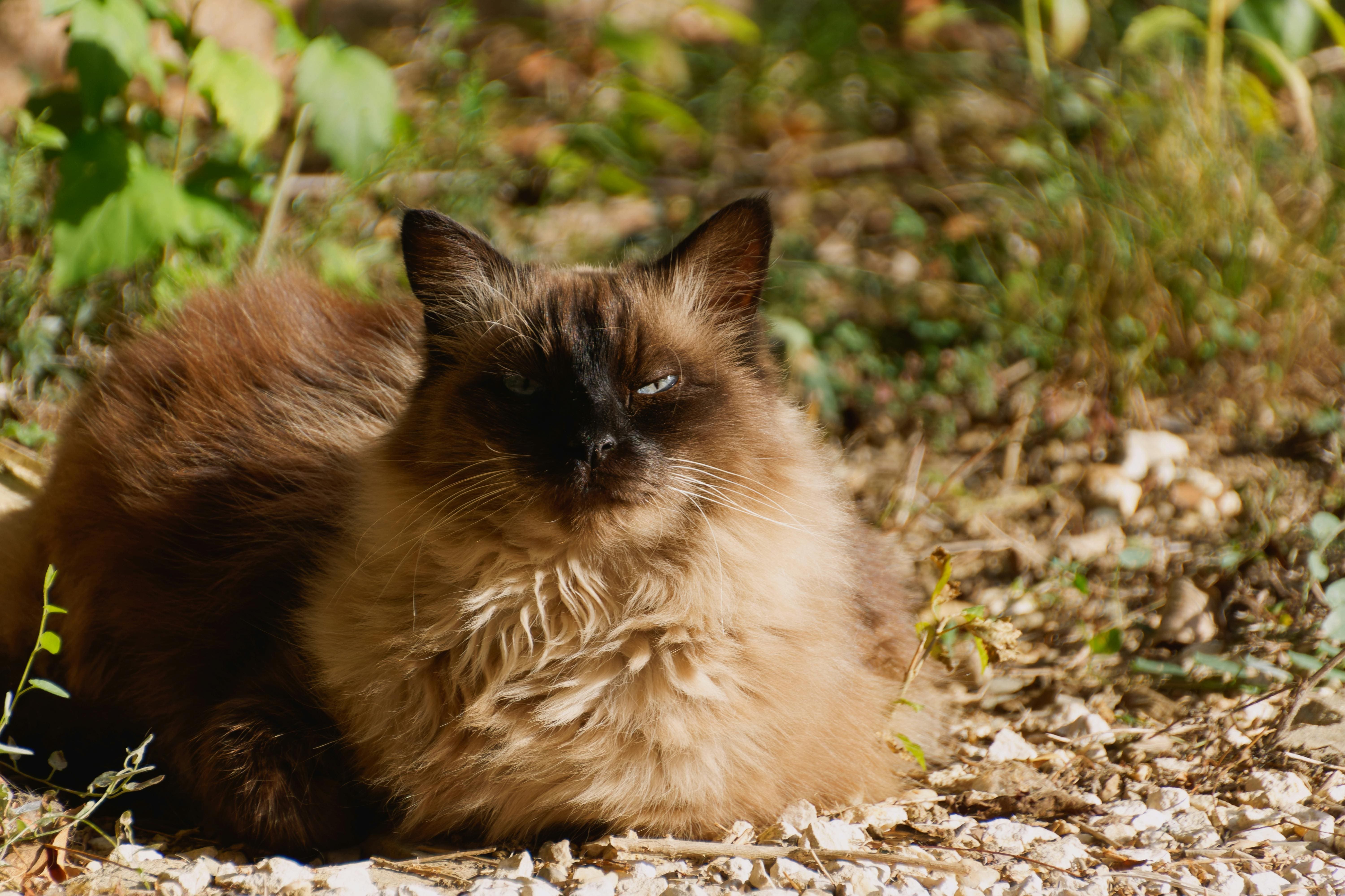 A Balinese cat is lying down on the ground with an aggressive look.