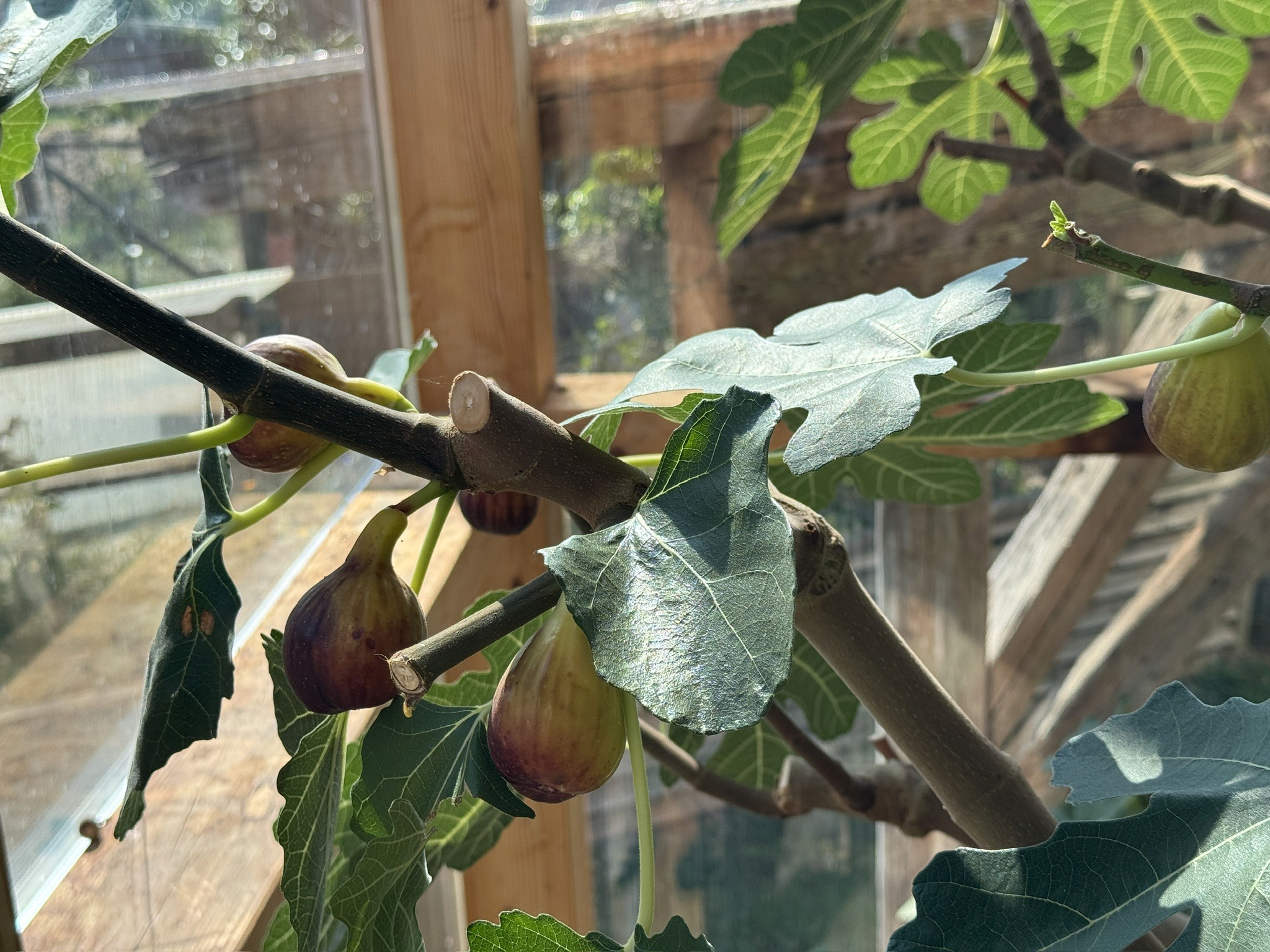 Alternative Ansicht mit eigenen Früchten im Wintergarten