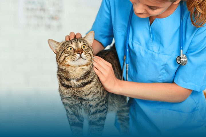 Tabby Cat getting a pre-departure travel health check
