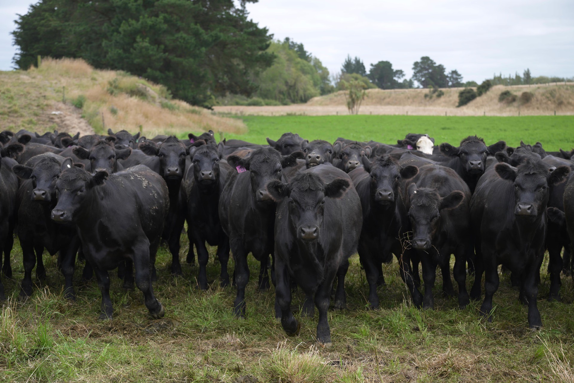 Alpine Pastures Group