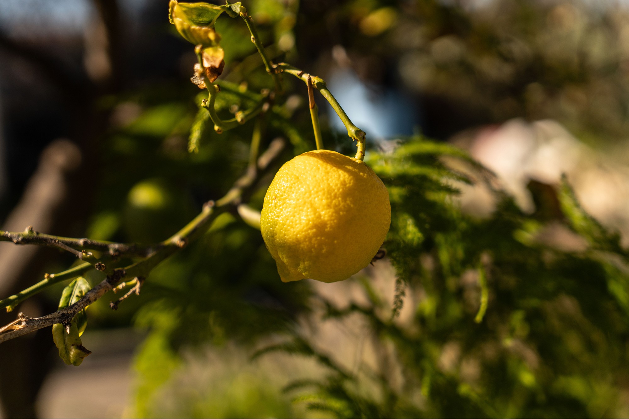 Sunlit lemon tree branches with vibrant green leaves and ripe lemons against a blurred natural background.