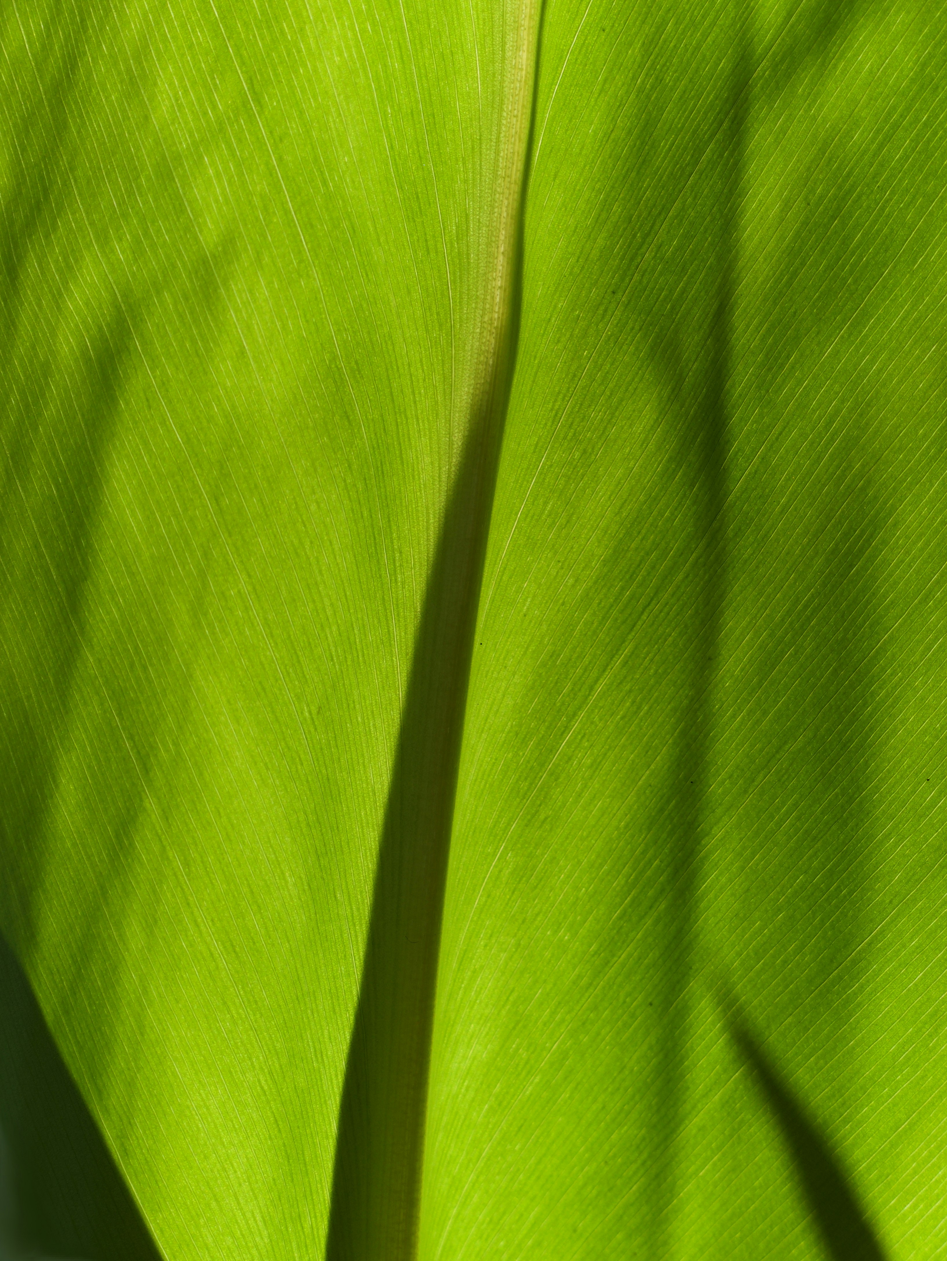 a close up of a leaf
