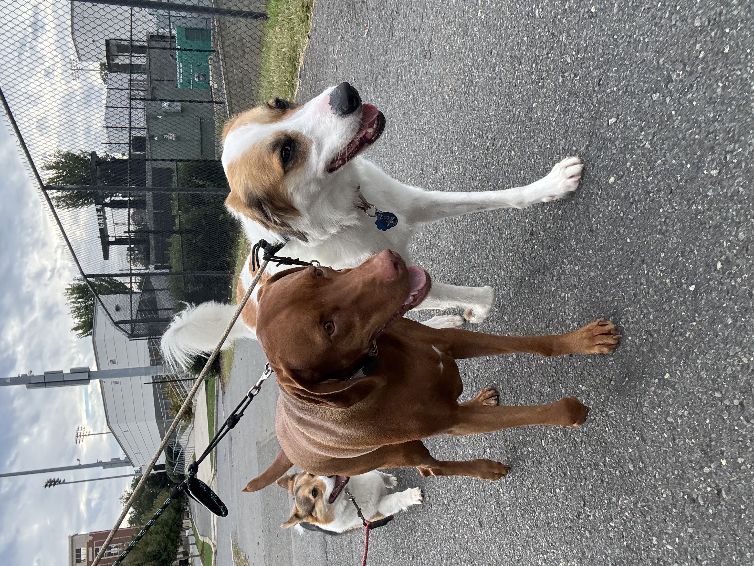 Three dogs on leashes walking together during a pack walk in Charlotte