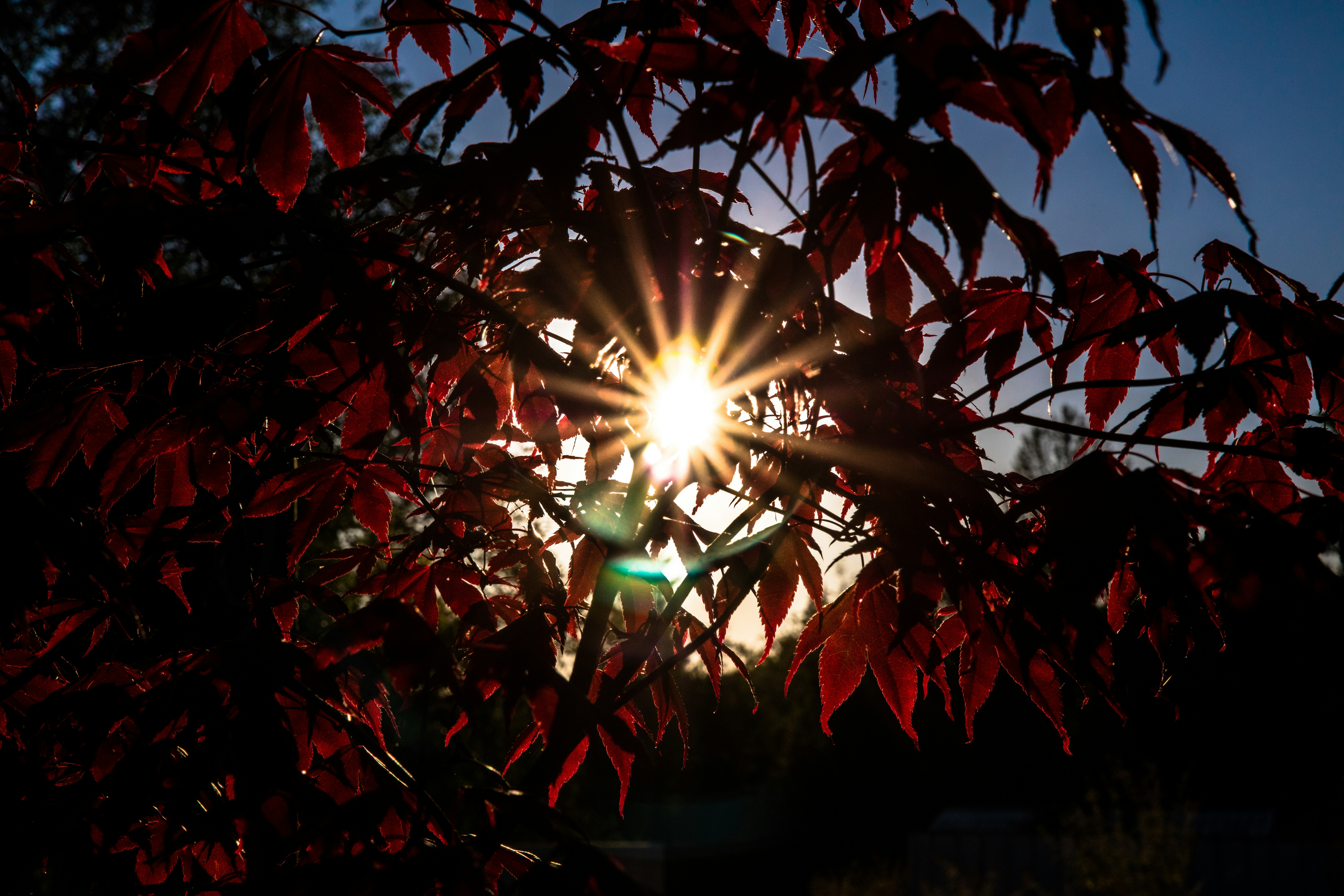red leaves with sun light