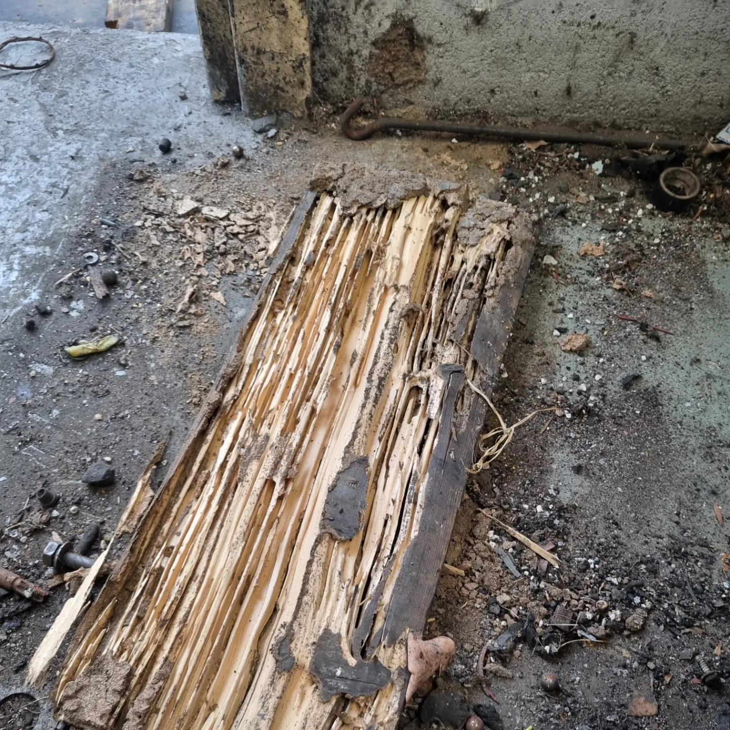 Termite treatment and control, Central Coast NSW