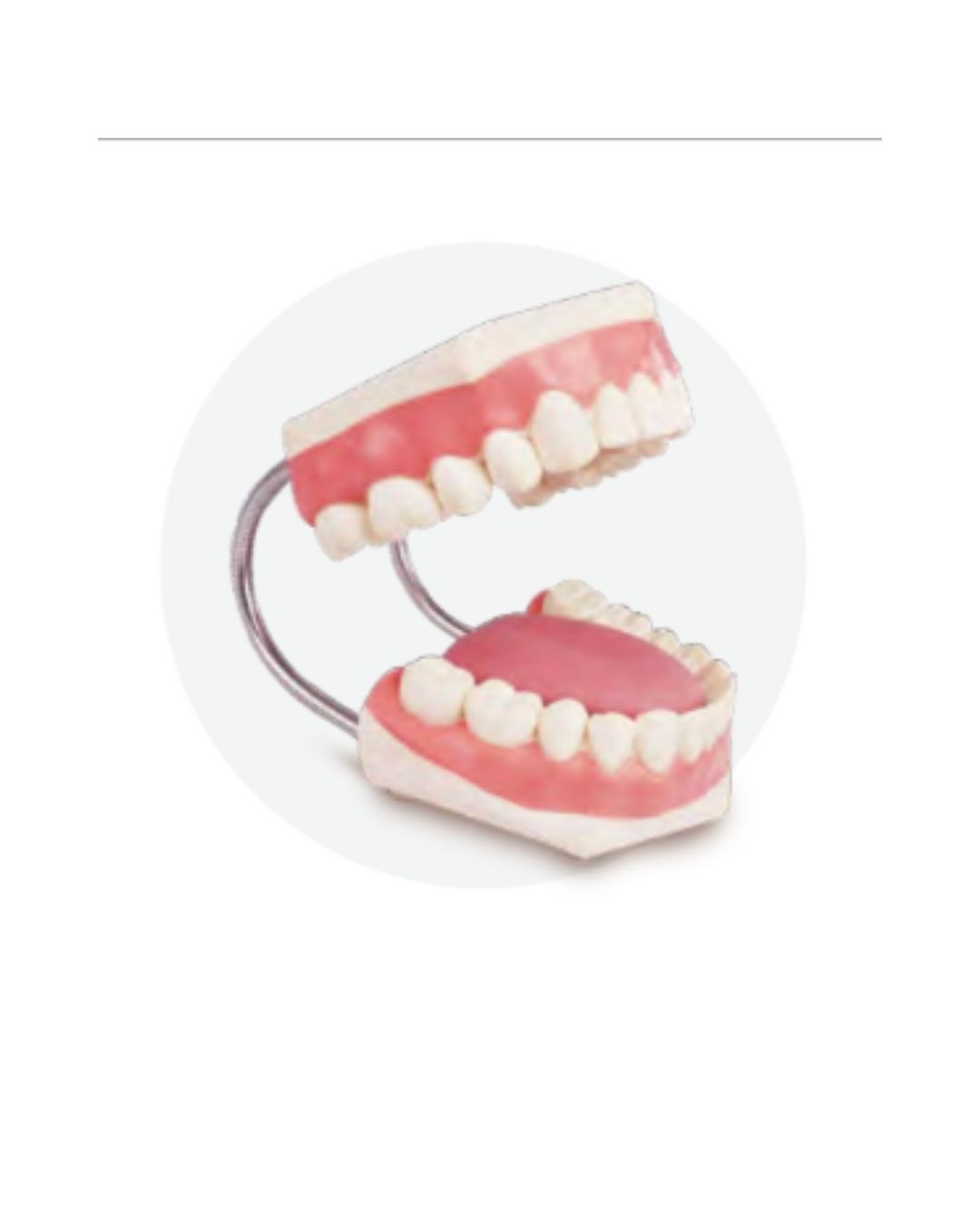 Enlarged Dental Care Model