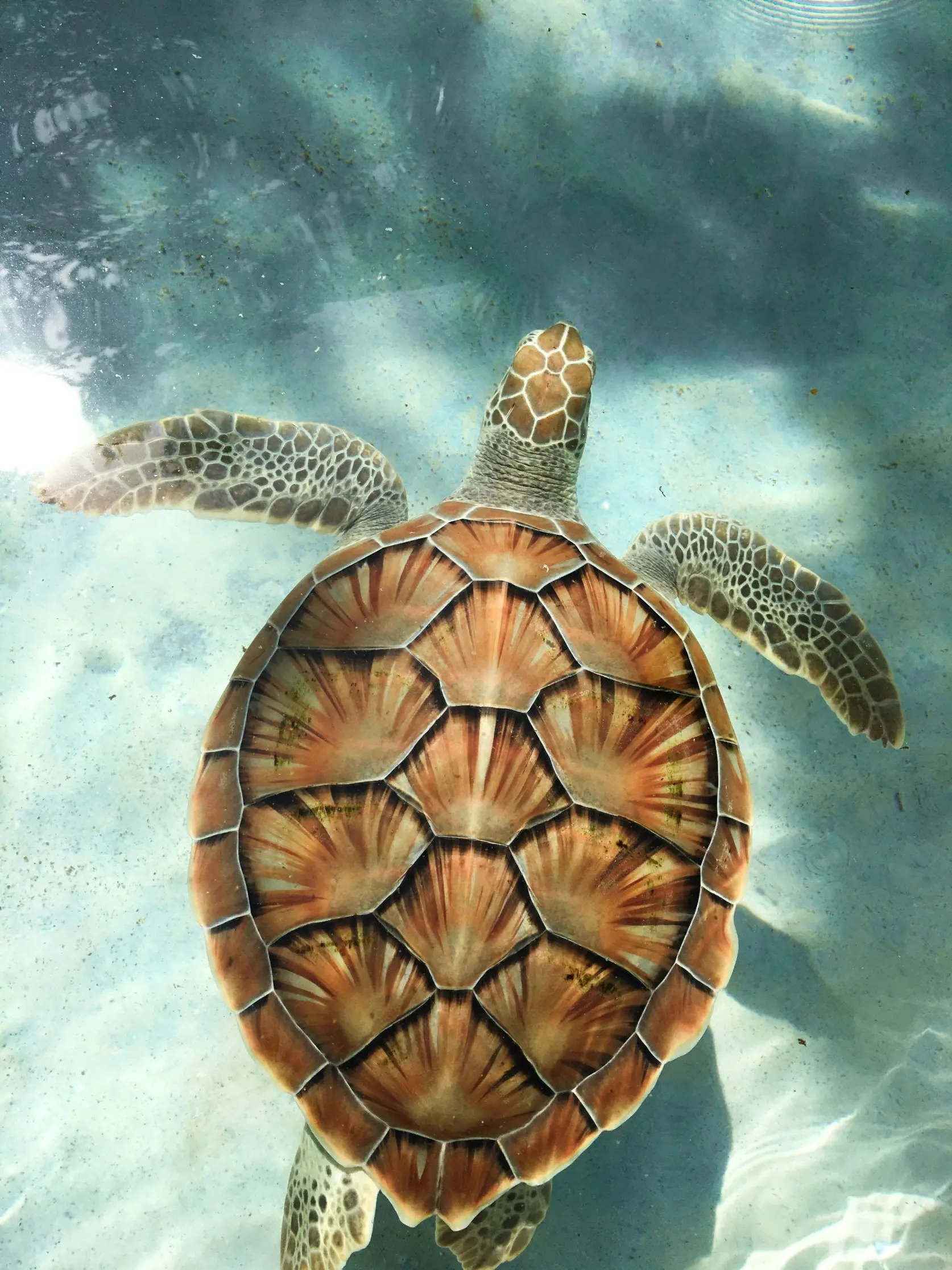 brown turtle swimming in water