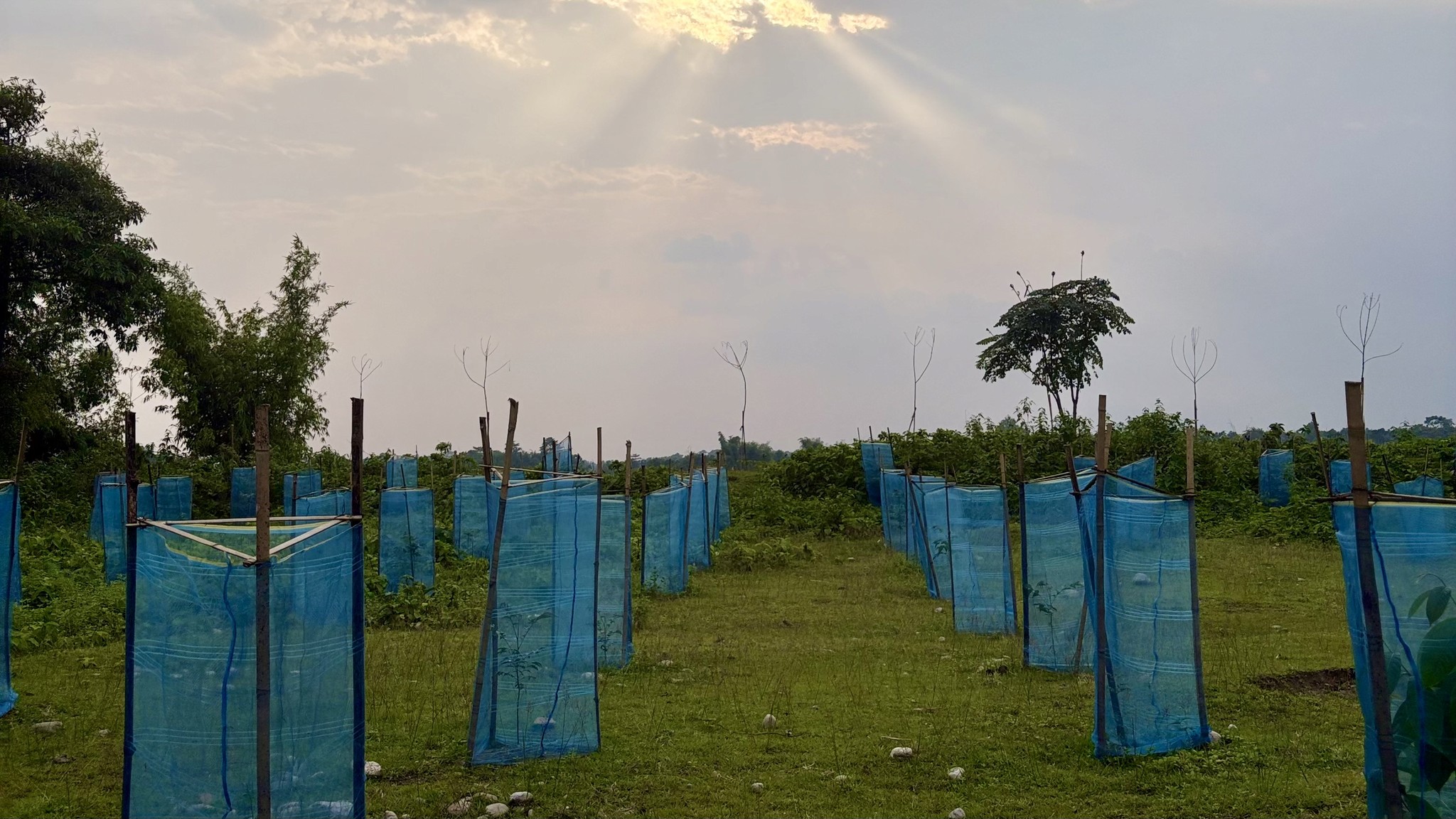 An image of a small tree growing out of a mossy area representing environment and nature