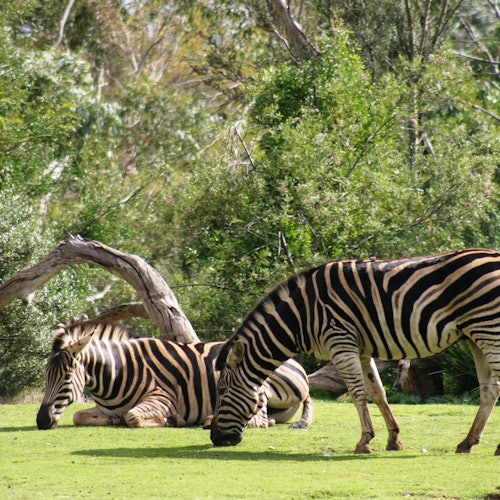 Two zebras in a grassy area with lush trees; one zebra is grazing while the other is lying down.