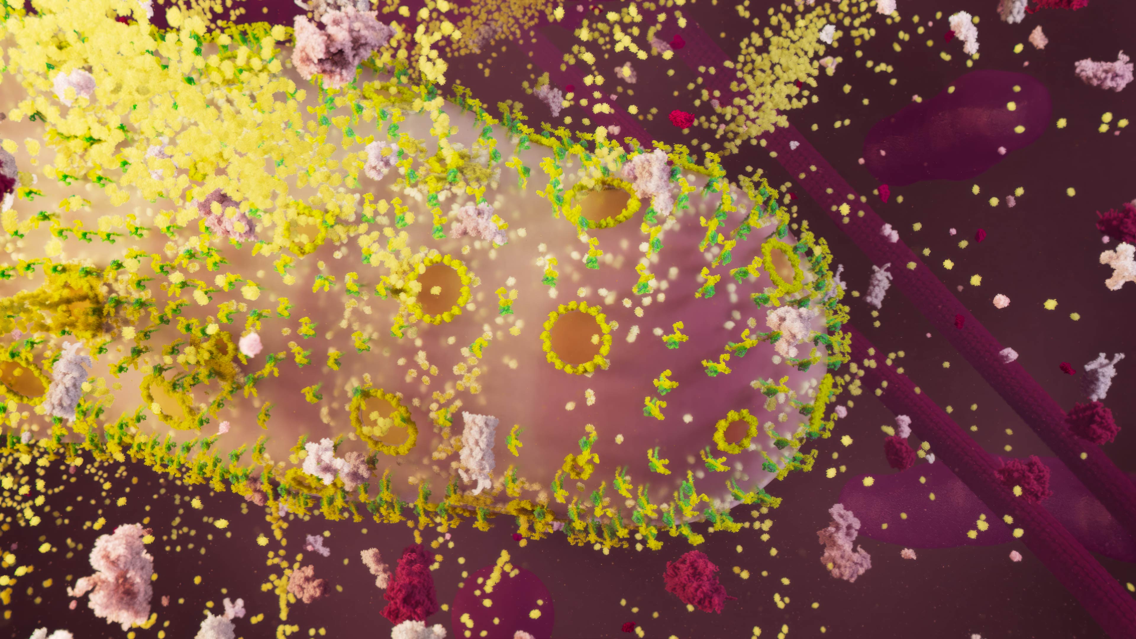 Mitochondria with BAX pores in the beginning of apoptosis