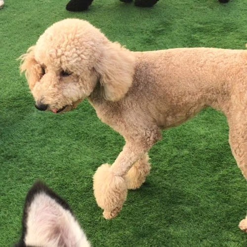 doggy doggy home daycare dubai