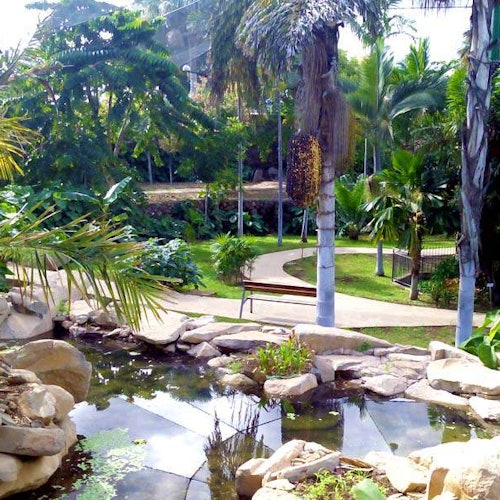 Lush park with a pond, stone edges, palm trees, and winding pathways amidst dense green foliage.