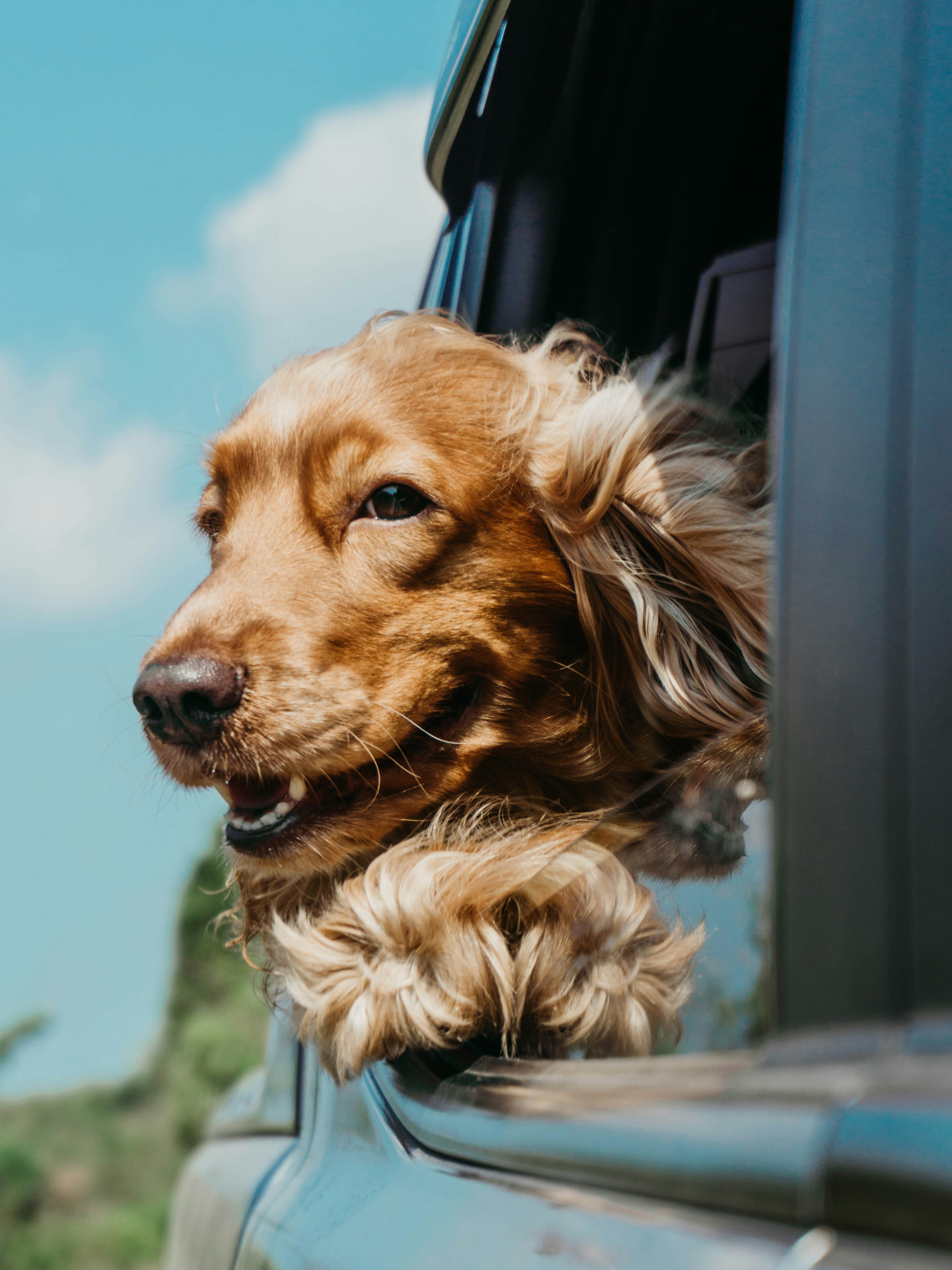 mobile dog training solution for anxious adult dogs