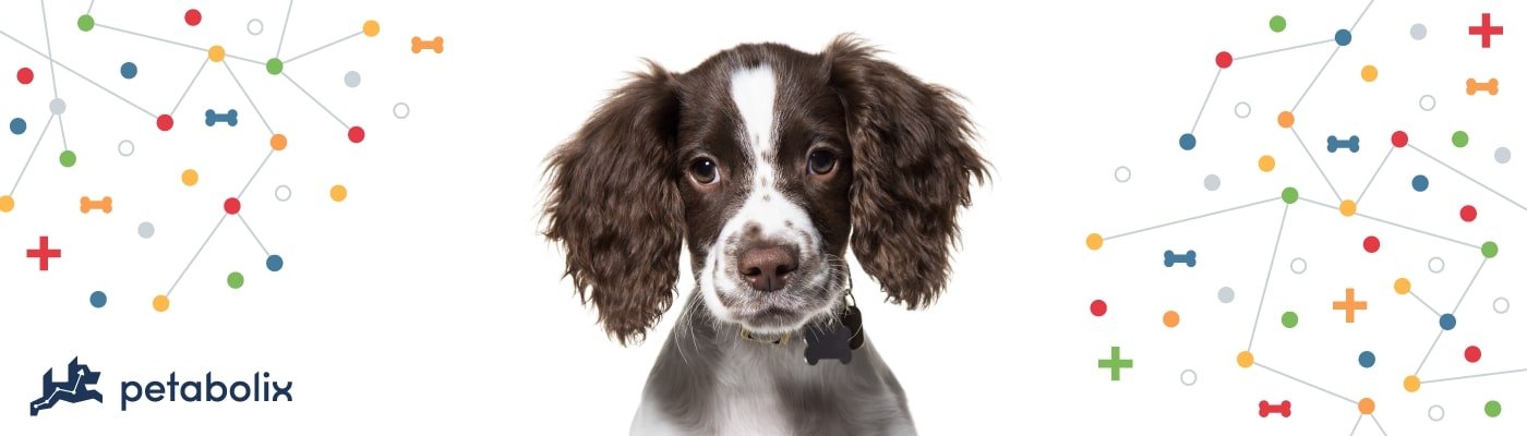 English Springer Spaniel image