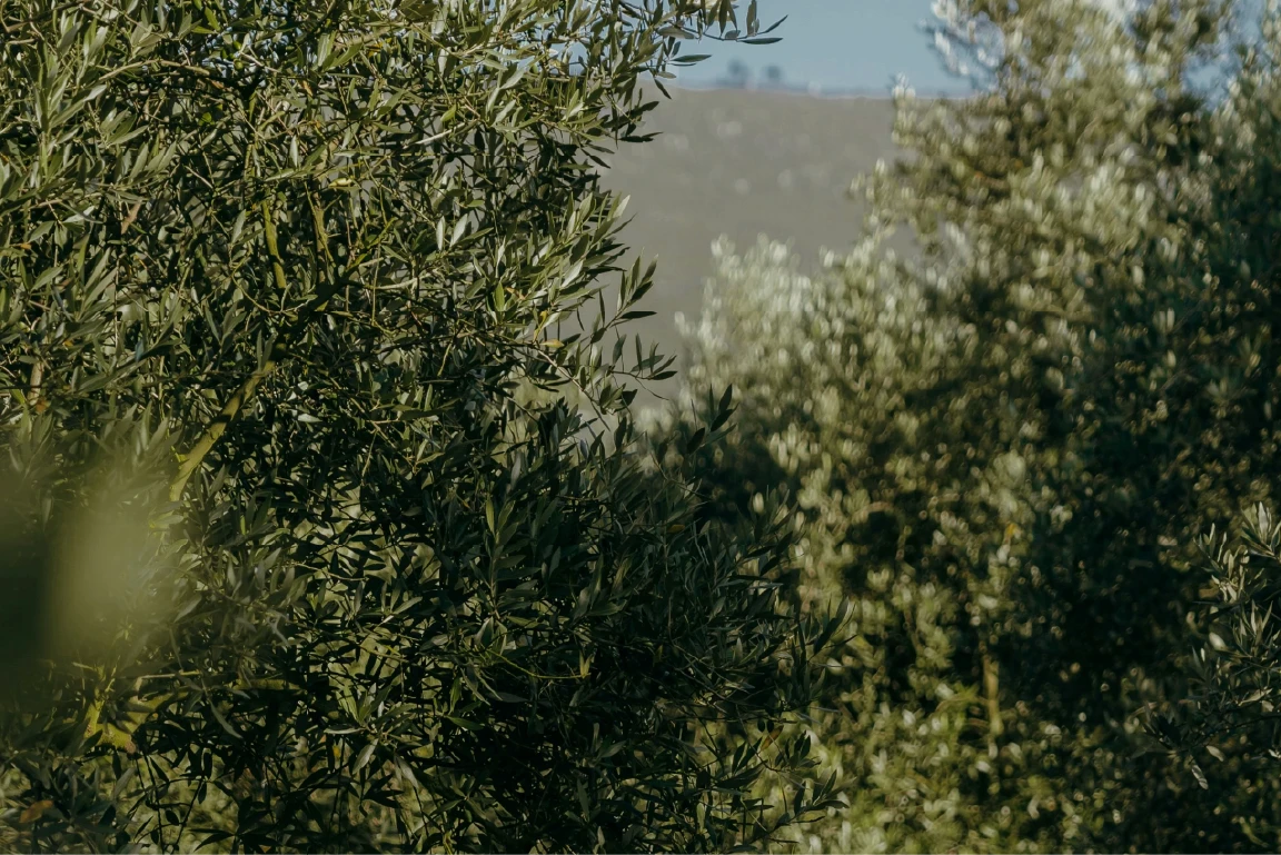 a couple of trees that are in the grass