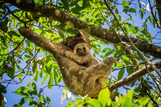 A sloth hanging in the trees, caught in the midday sun