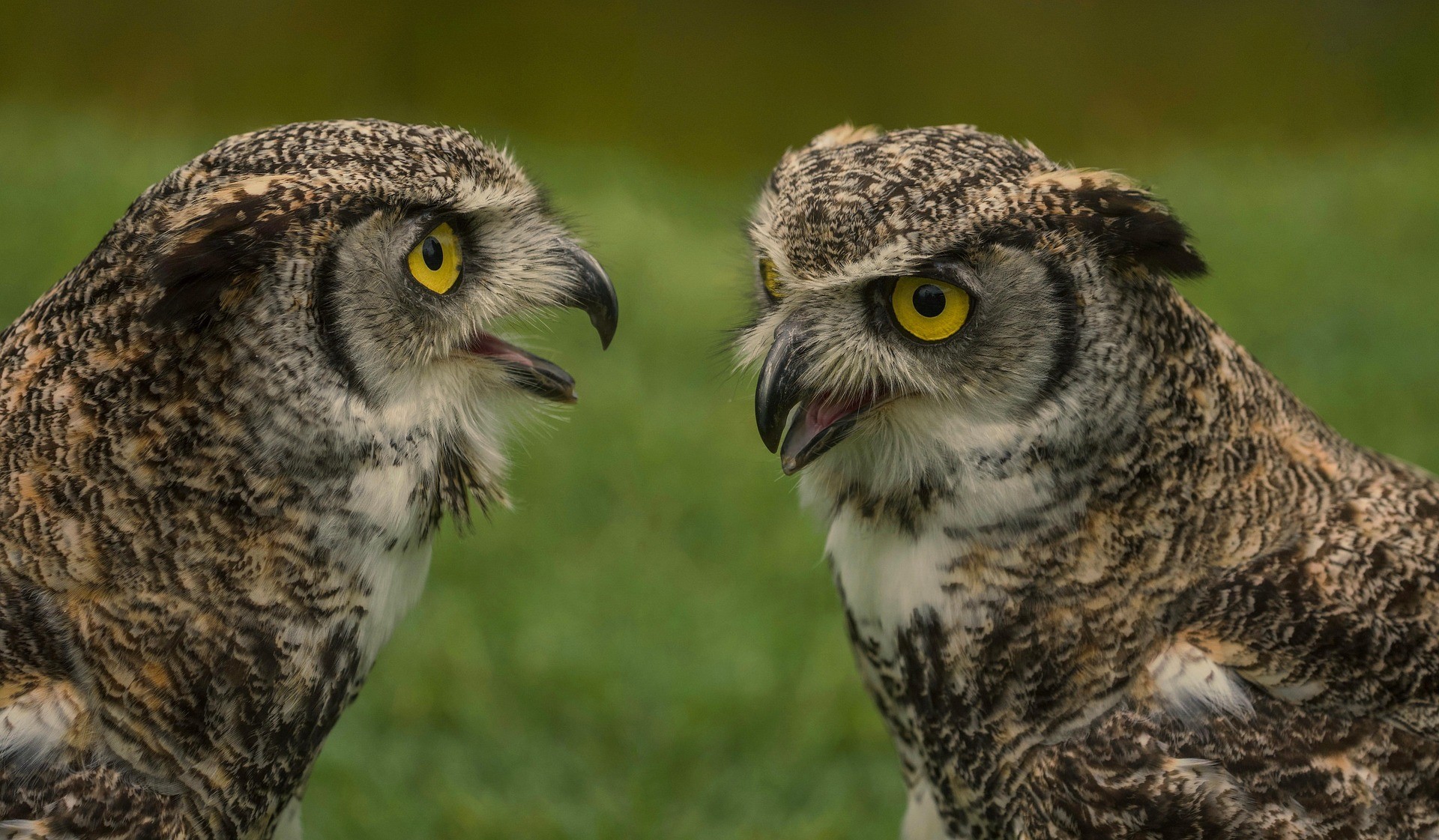Close-up of lush, dark green leaves, some glossy and wet, against a muted background.