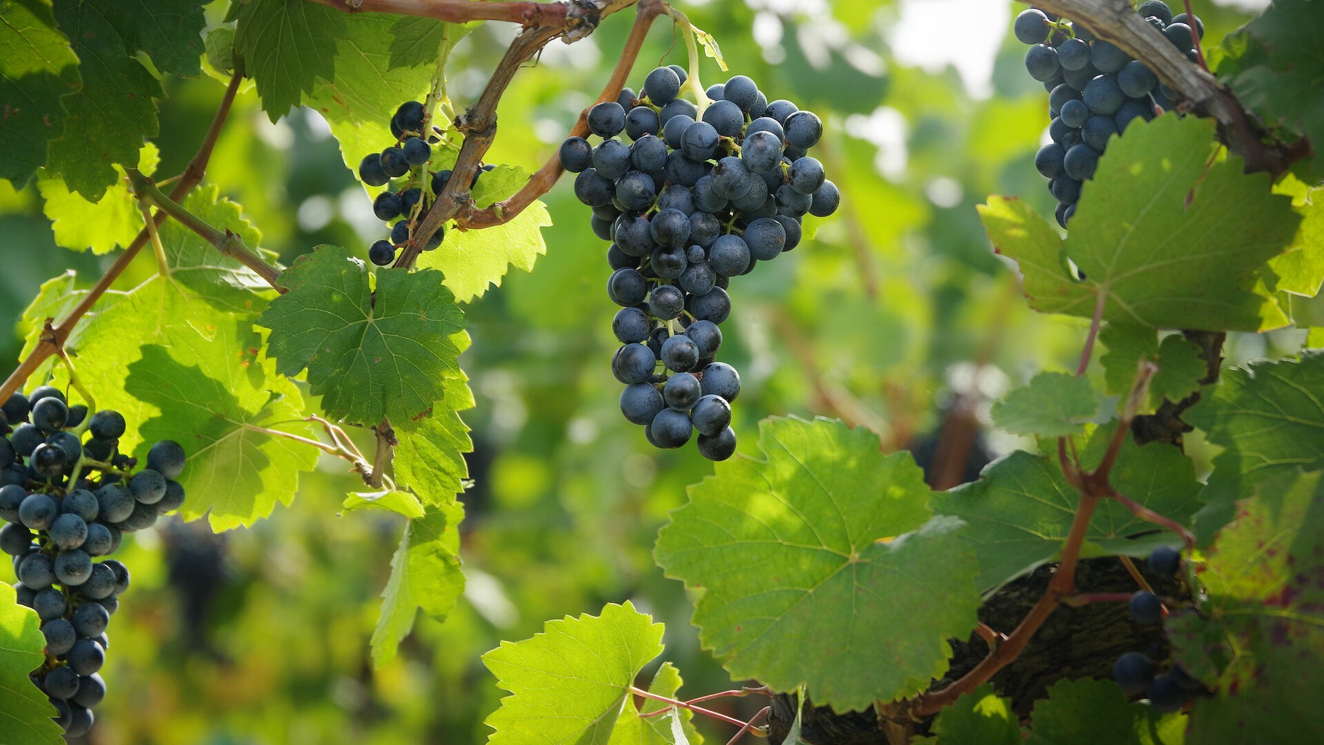 austrianwine.com