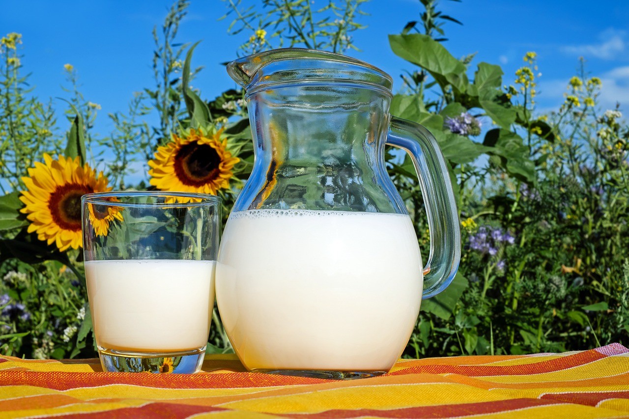 Jug of milk in front of sunflowers