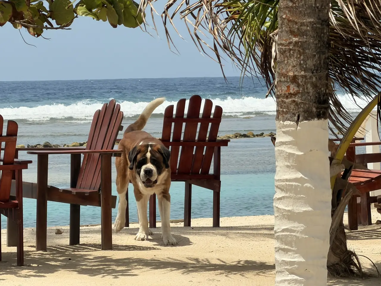One of the resident St. Bernards at Curación Beach Resort, beside beach chairs facing the reef.