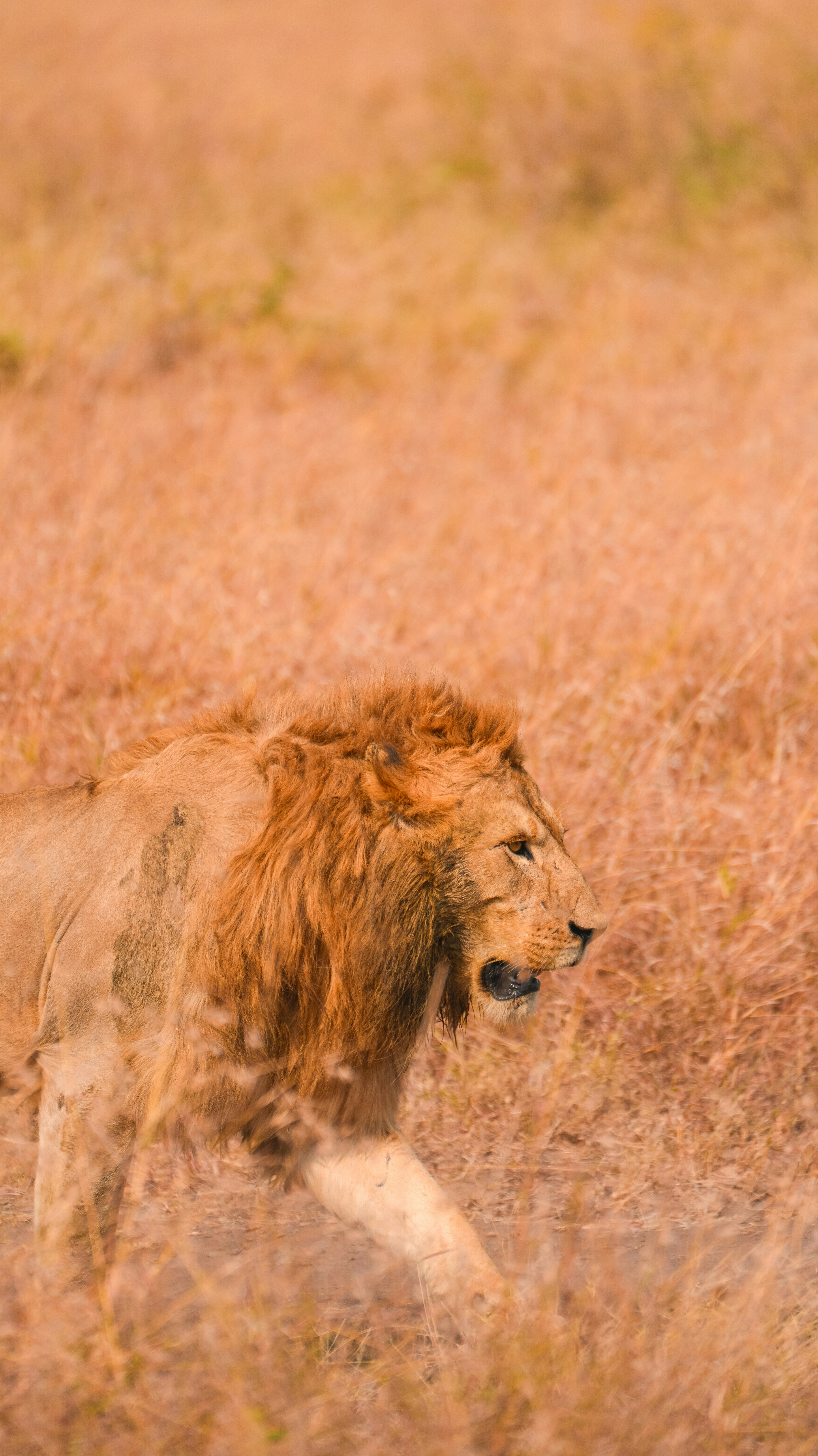 A lion walks through dry grass at sunset.