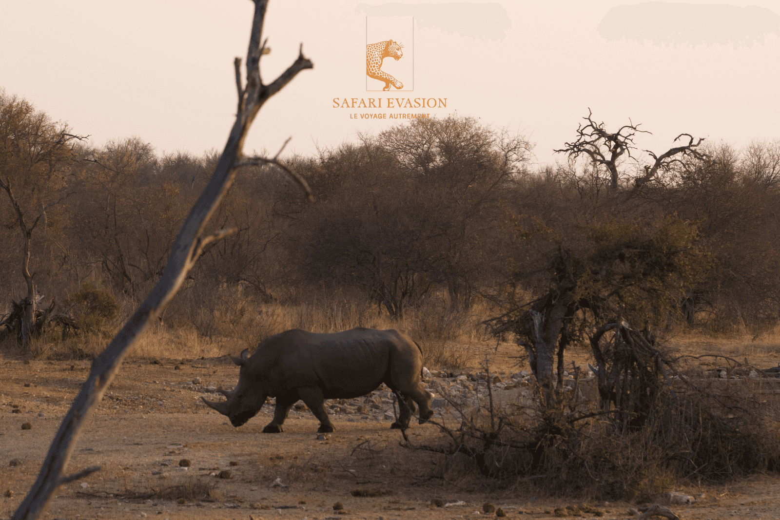 rhinoceros couché du soleil