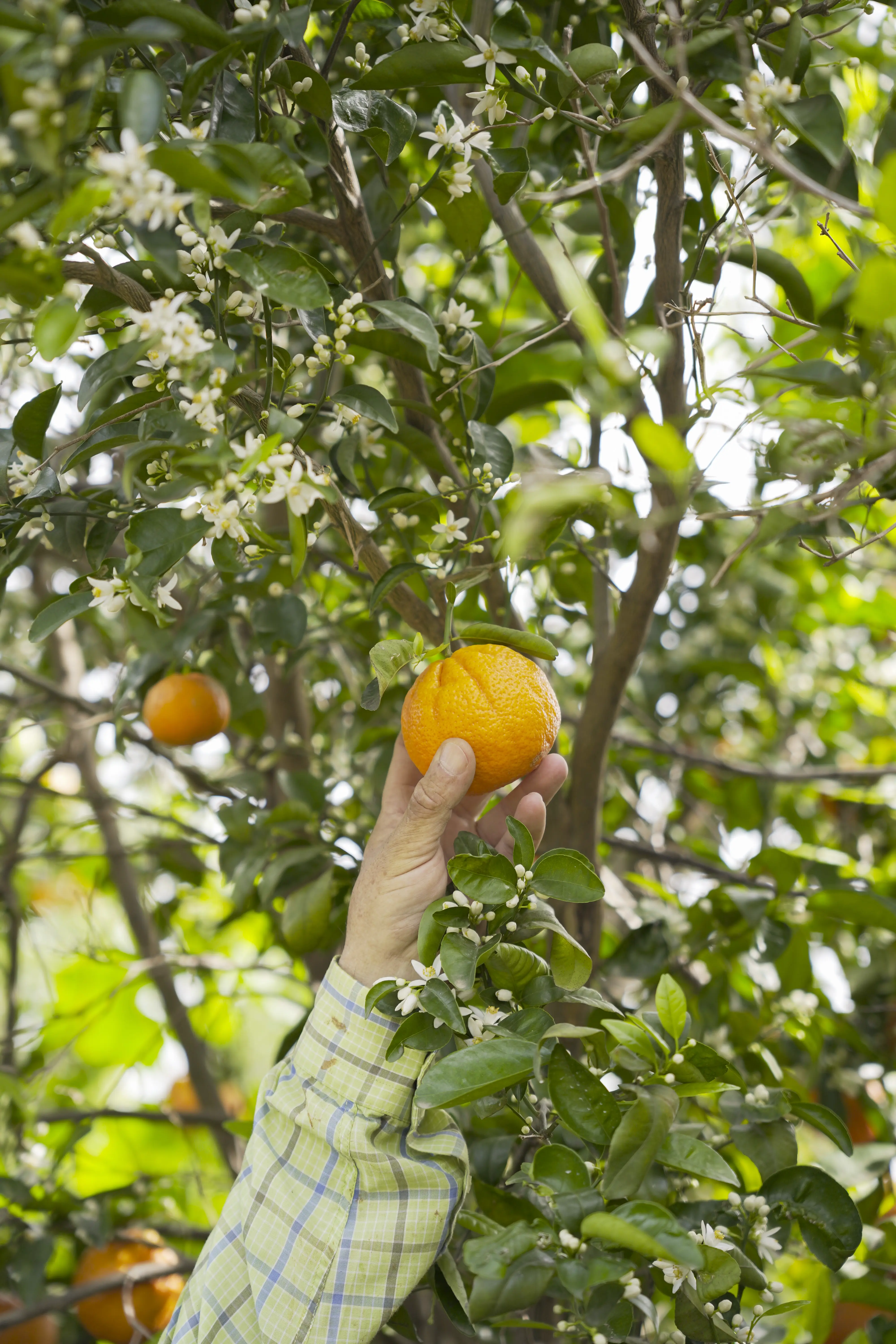 mano cogiendo mandarina de arbol