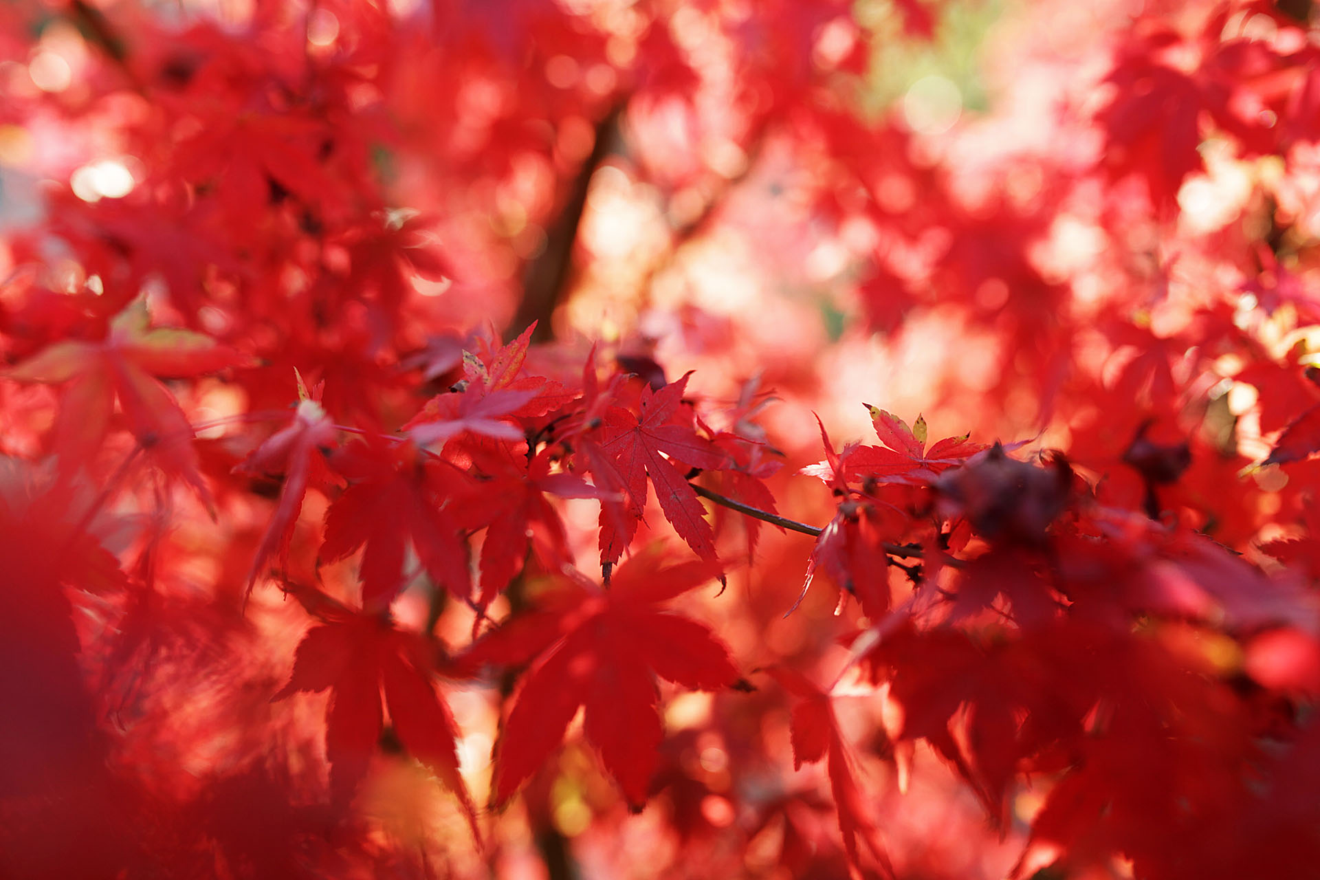 Work-Life Balance Couching