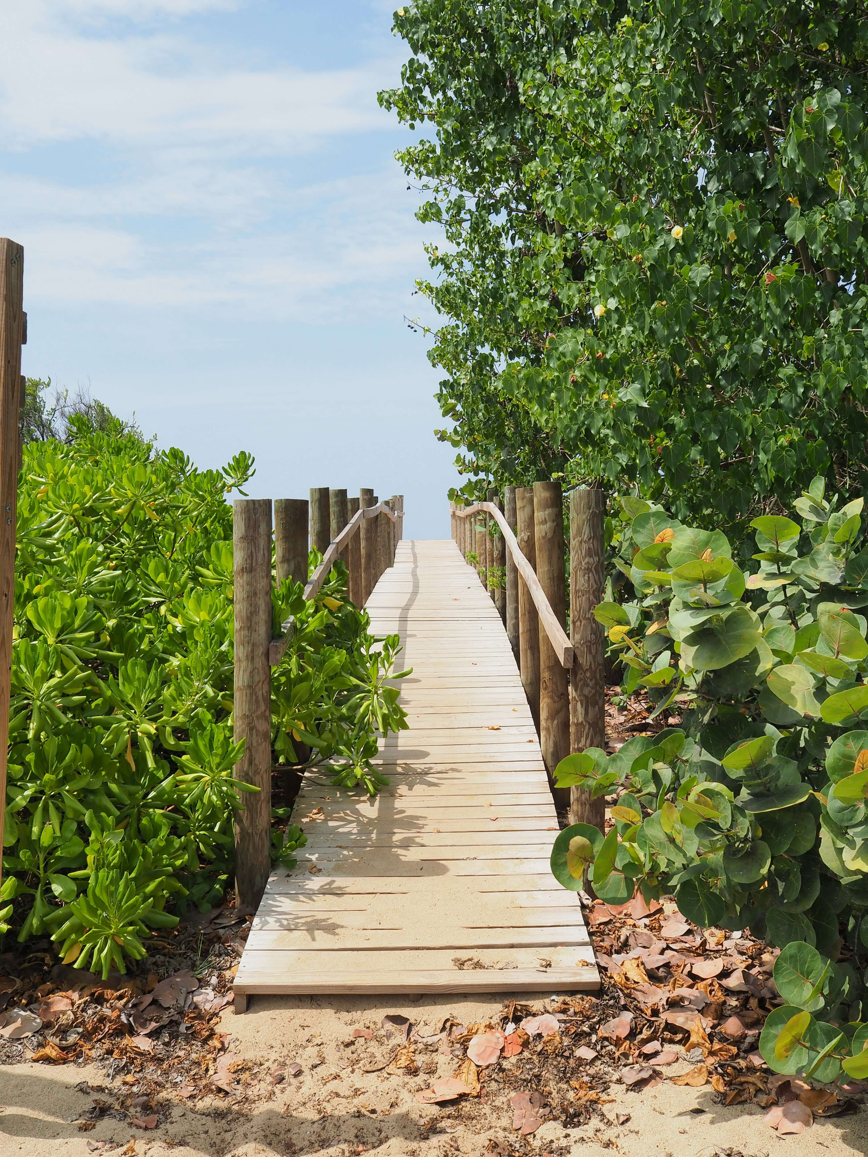 Wooden boardwalk leading to a serene beach, surrounded by lush tropical greenery at Club Vieques, Puerto Rico.