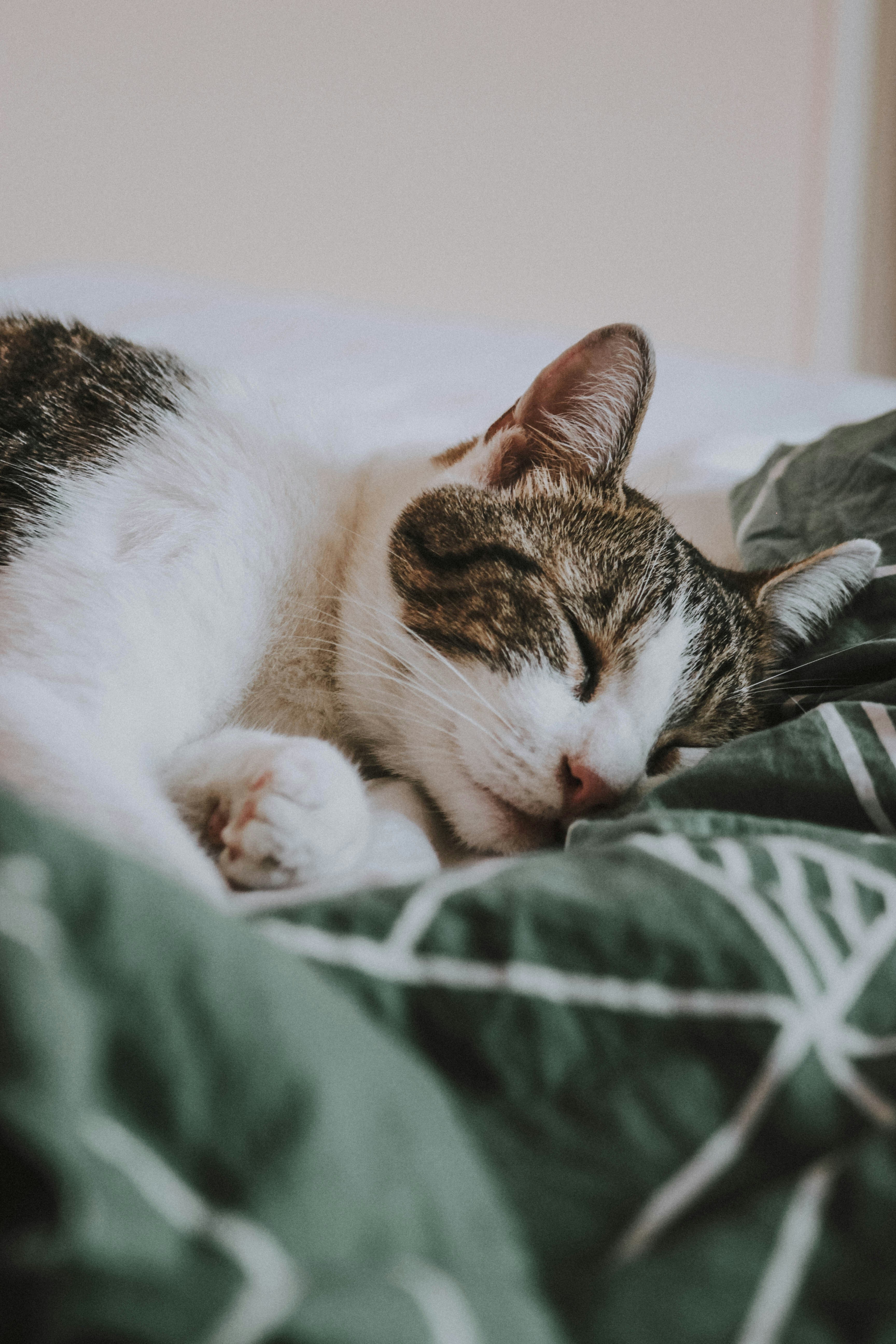 Picture of a cat sleeping on a green blanket