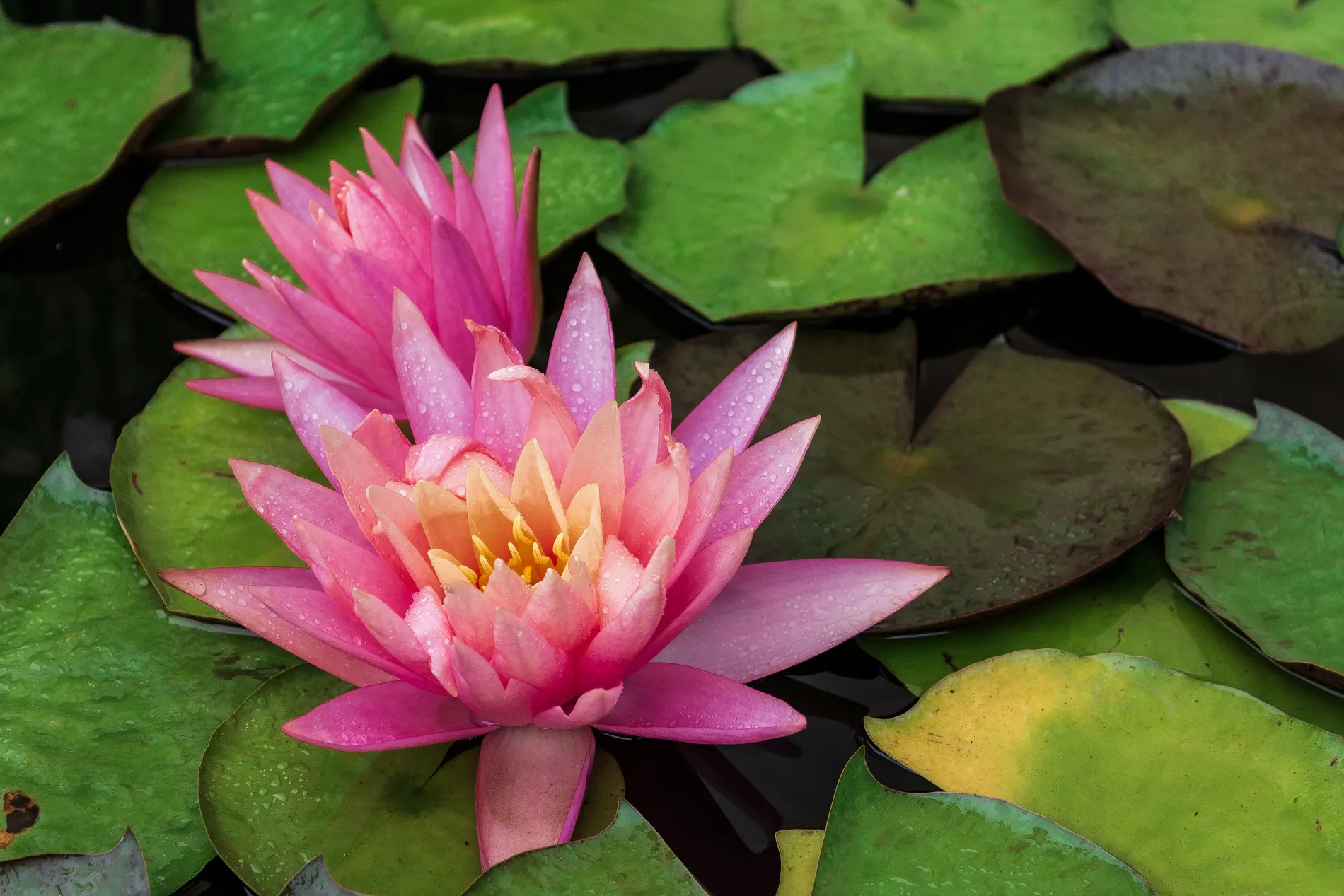 "Ninfa" Fiorire attraverso i trattamenti Olistici con Giacomo Tropea