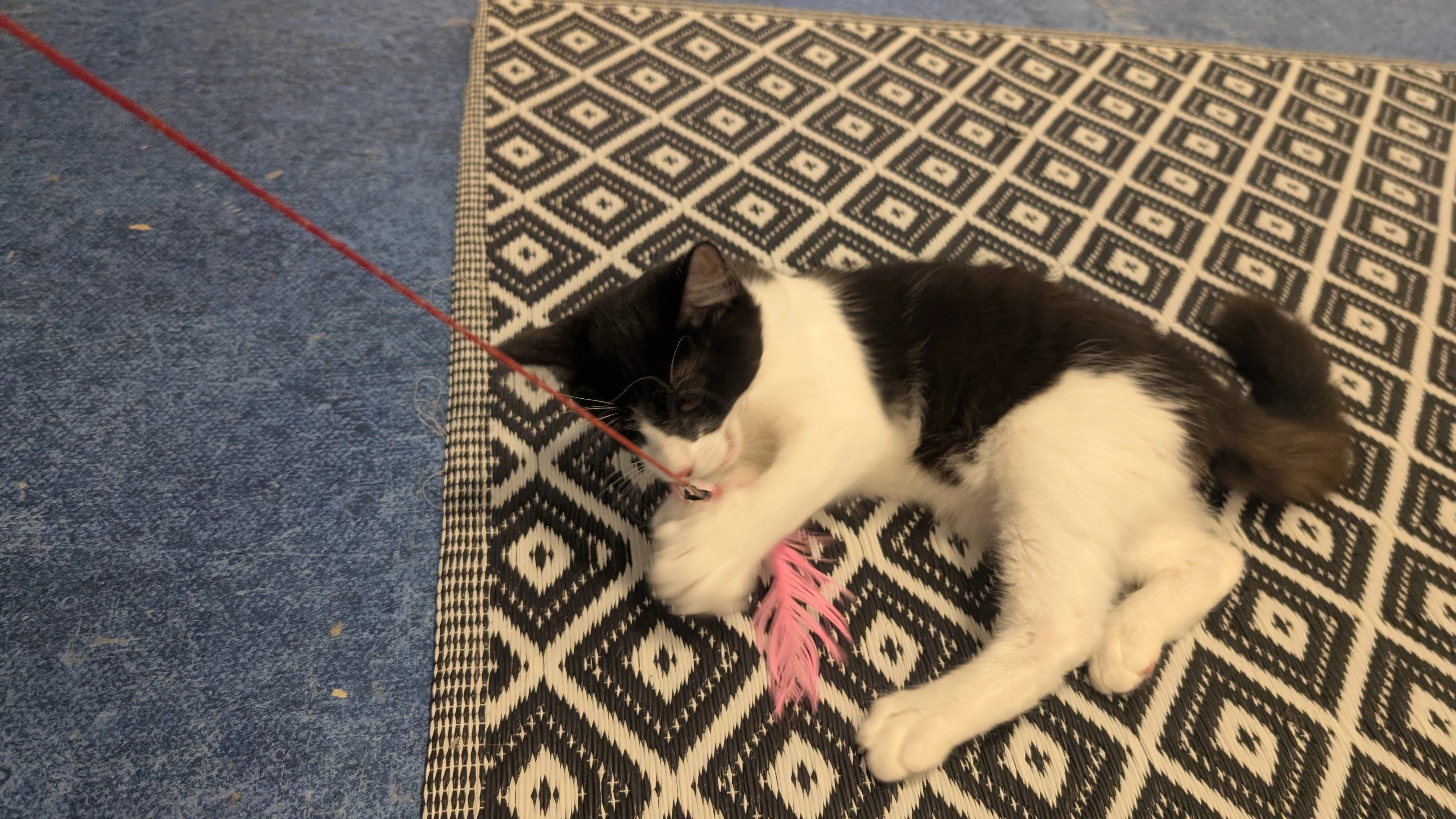a kitten playing with a toy on a carpet