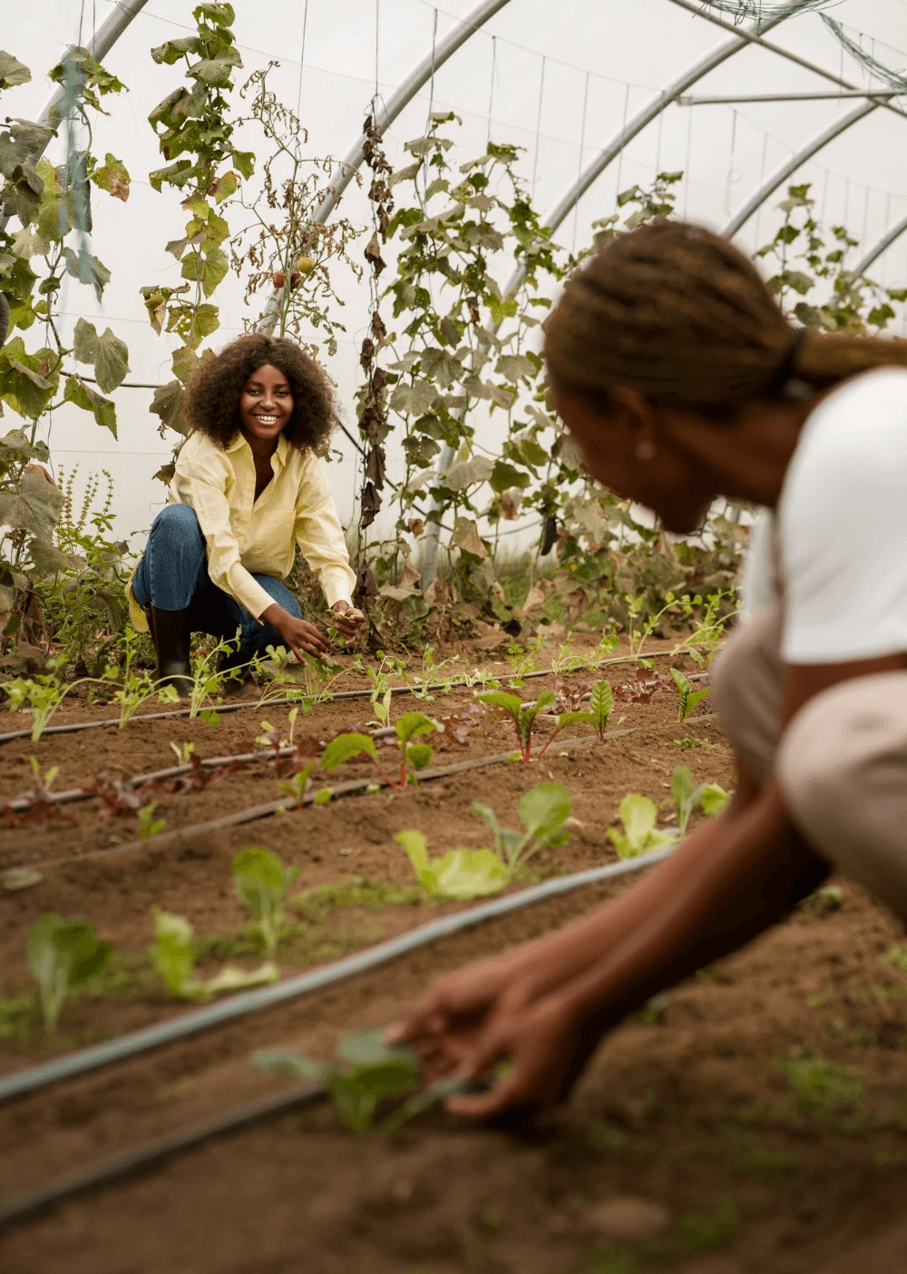 Close-up of a dark green leaf showing its textured surface and central vein against a muted background.