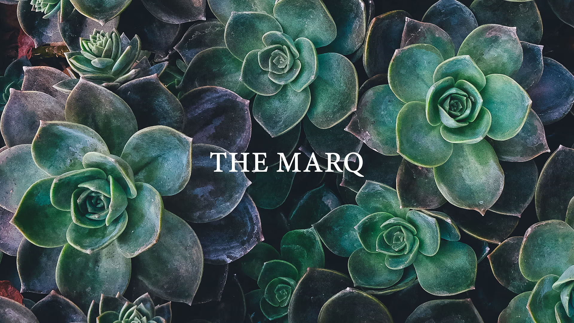 the marq 1