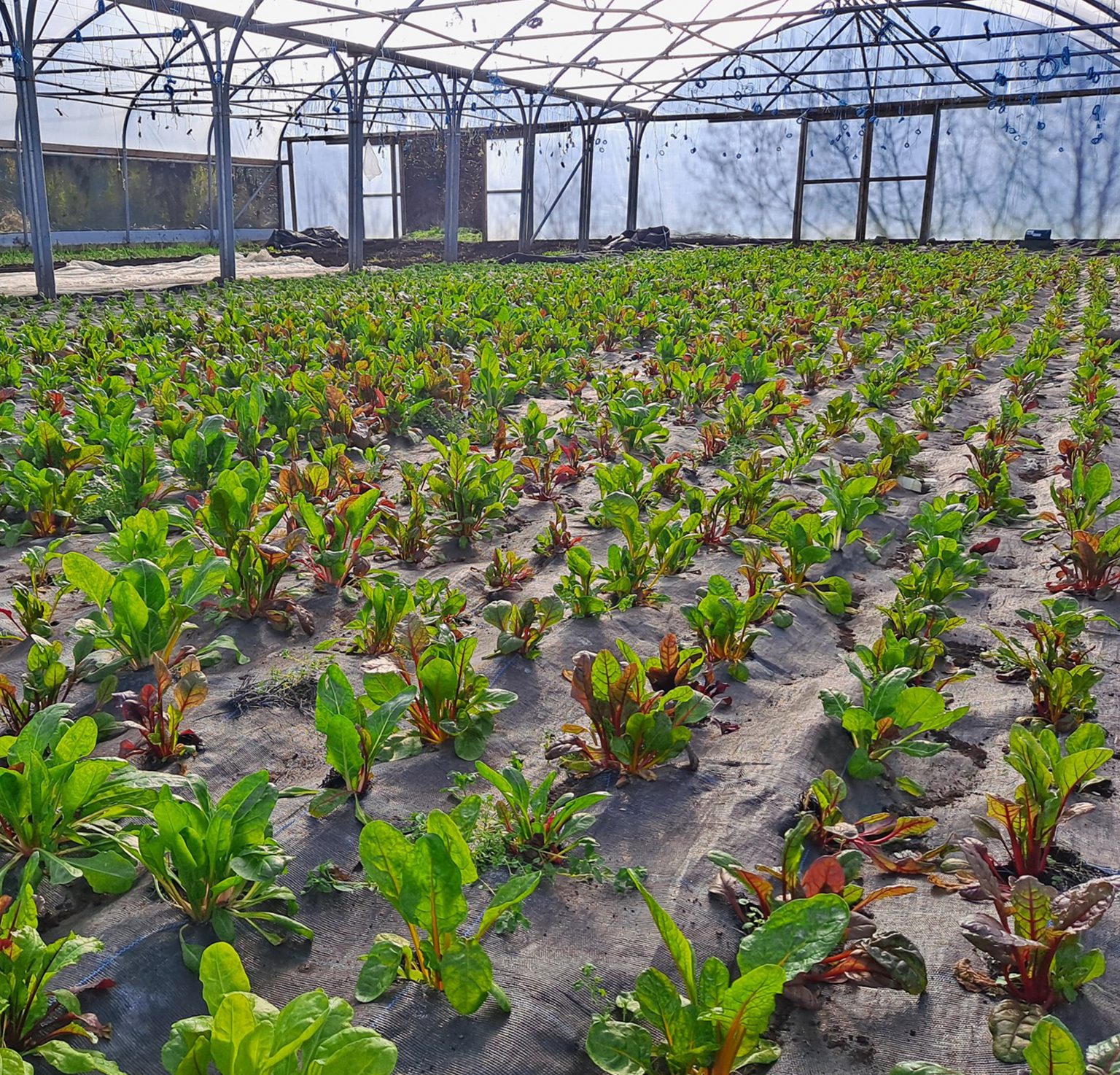 Organic Vegetables from beechlawn Farm which are getting supplied to As One Restaurant Dublin