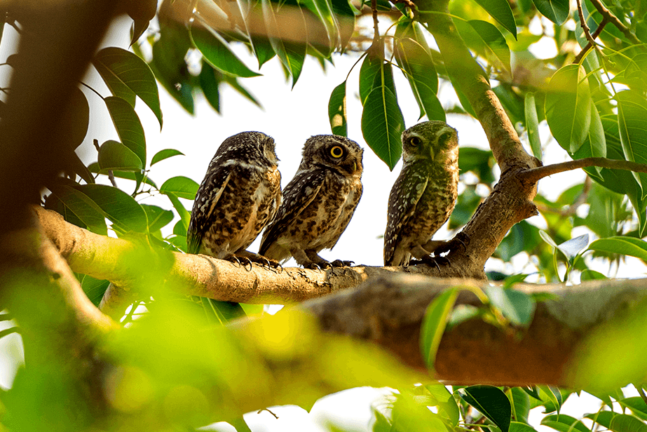 Spotted owlets in mangrove canopy, wetland wildlife documentation, Tamil Nadu
