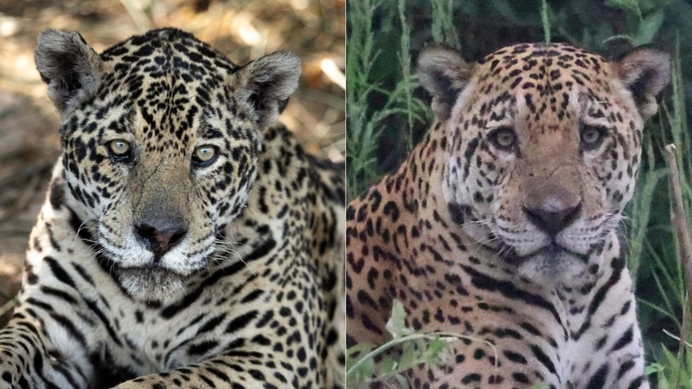 We discovered a new jaguar!