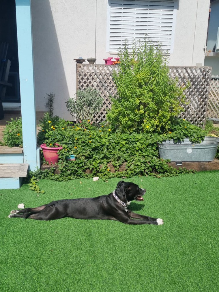 How I Designed and printed a Custom Nose Guard to Help My Dog with DLE 3 billy sunbathing