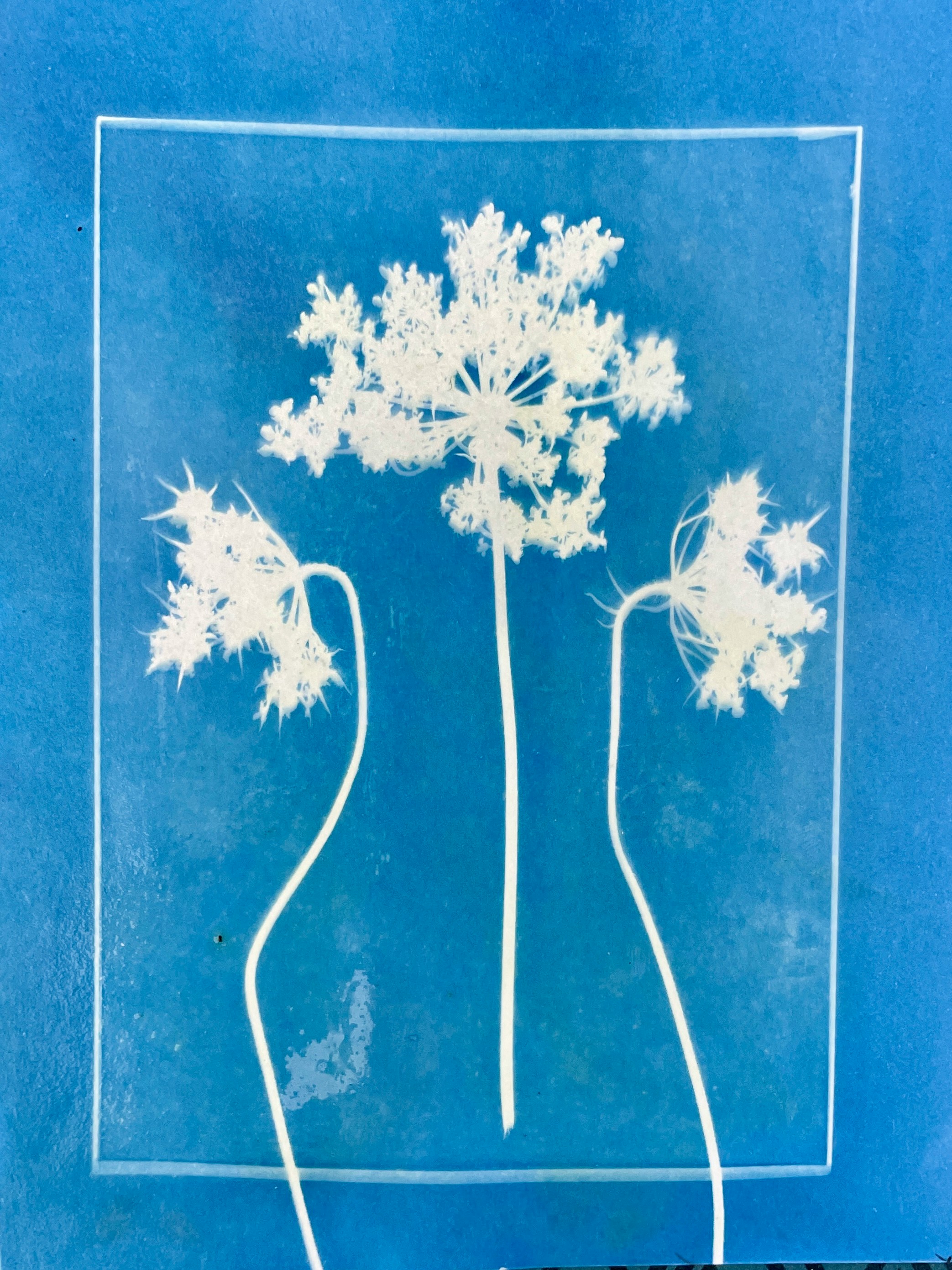 Three white queen anne's lace flowers on blue