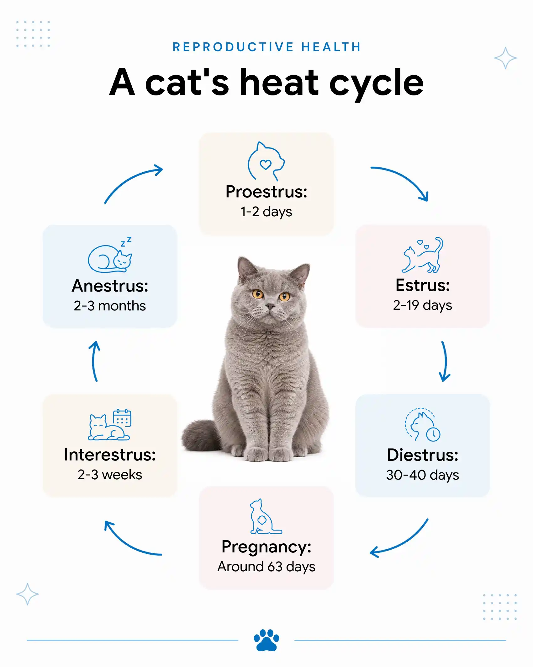 Phases of A Cat's Heat Cycle