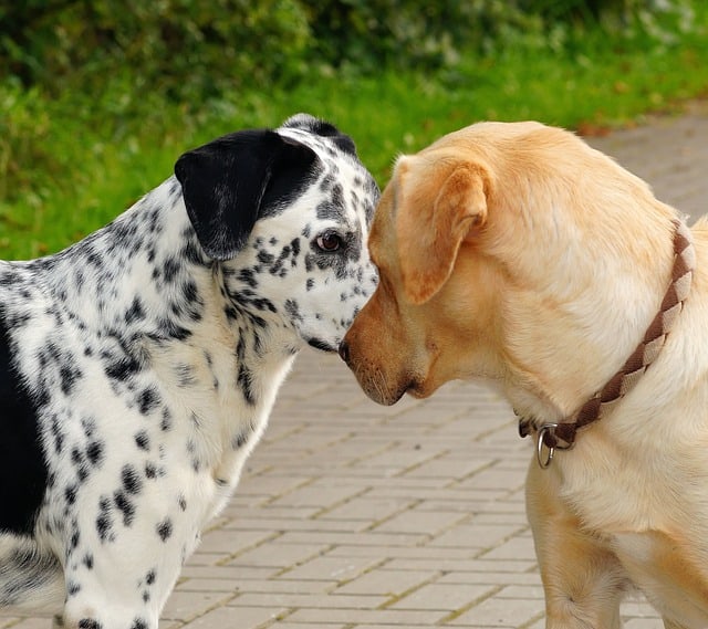 Het sociale leven van je hond verbeteren