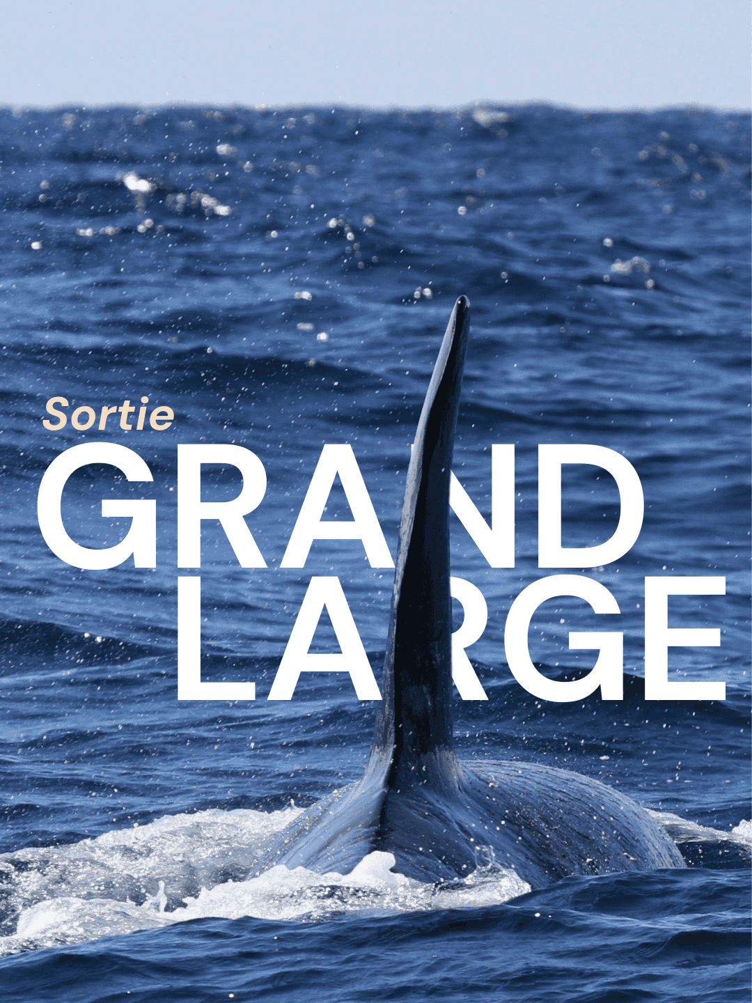 sortie grand large au large du bassin d'arcachon avec oiseaux marins et baleines